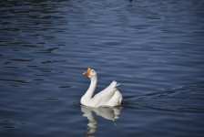 White Swan Goose