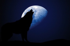 Wolf Howling Moon Silhouette
