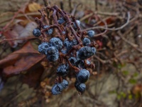 Wrinkled Blue Berries