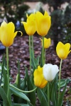 Yellow And White Tulips