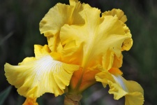 Yellow Bearded Iris Close-up