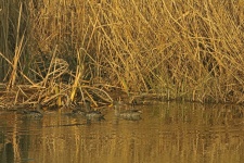 Yellow Billed Ducks On Water