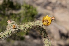 Yellow Cacti Blooms