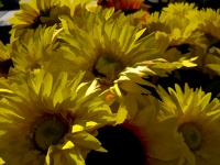 Yellow Painted Sunflowers