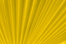 Yellow Palm Tree Leaf