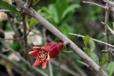 Young Pomegranate Growing On Tree