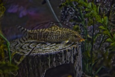 YoYo Loach In Aquarium