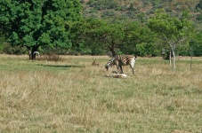 Zebra Adult And Baby Lying Down