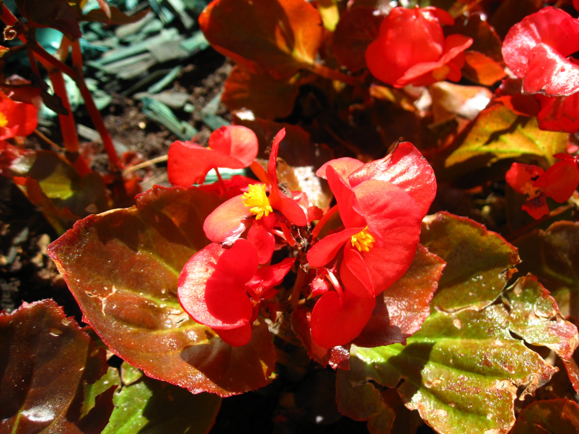 A photograph of the flowers of begonia. Author - Печкарева Ирина