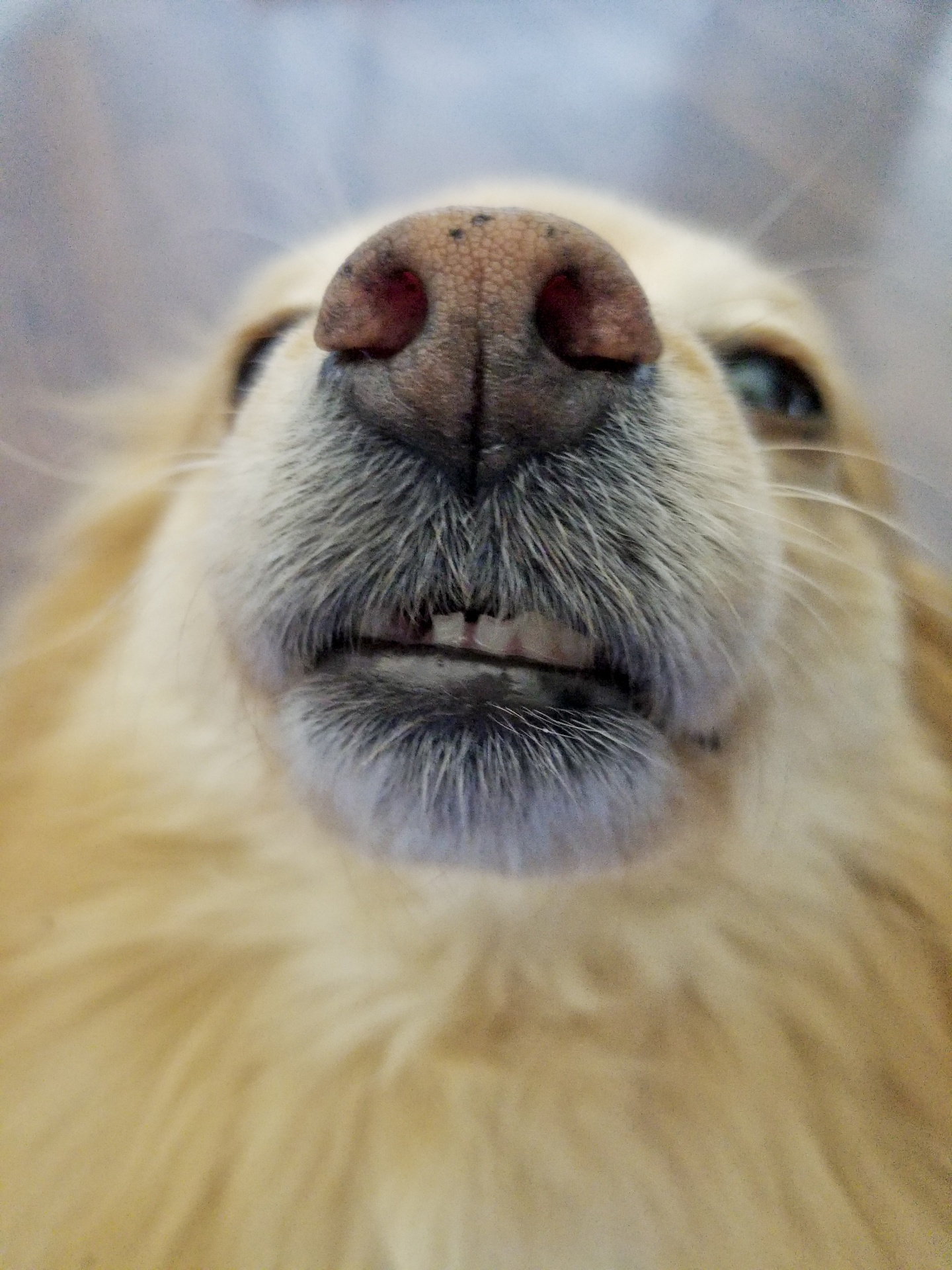 A Dog's Nose