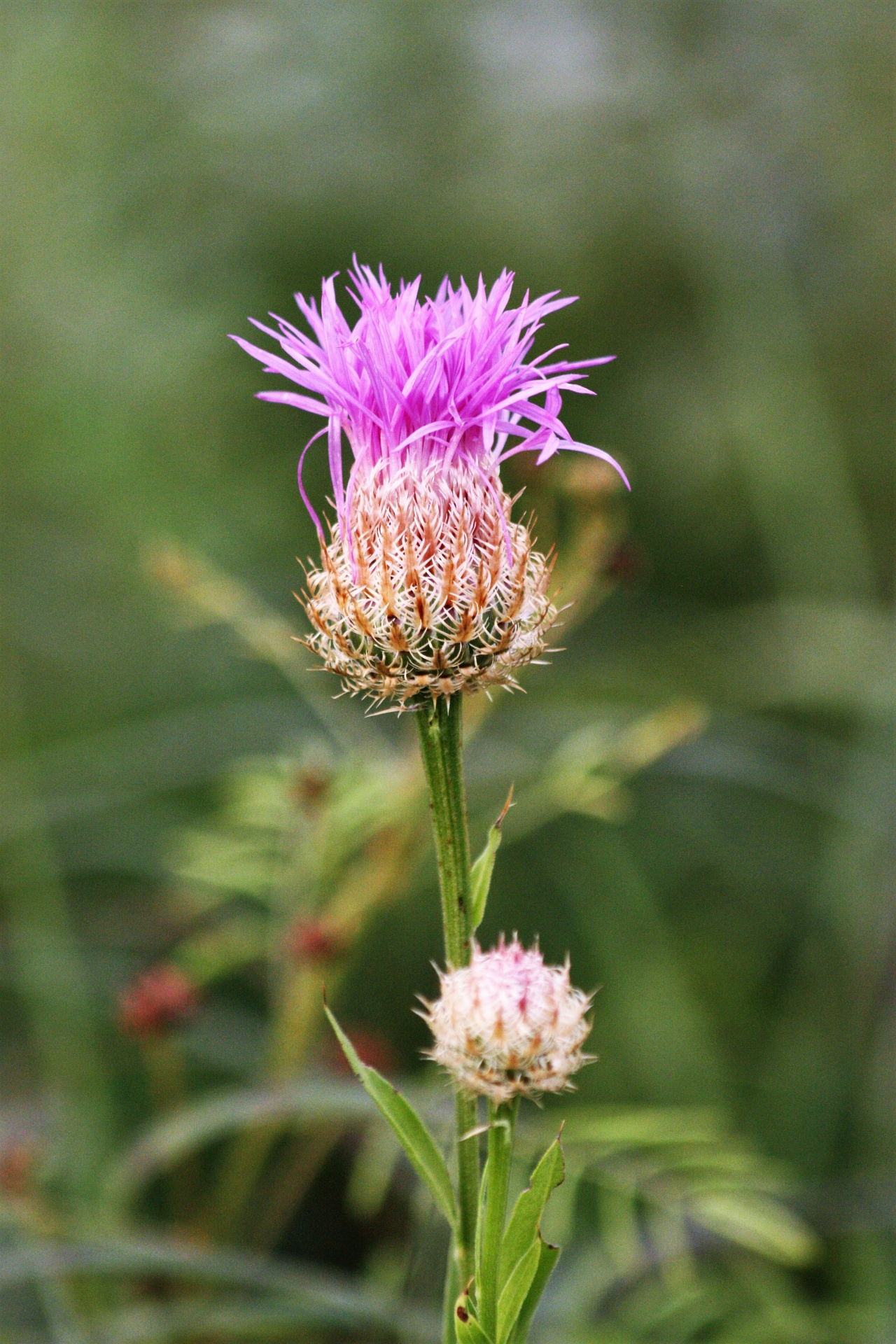 Close-up of a single purple American basket wildflower on a blurred green background.