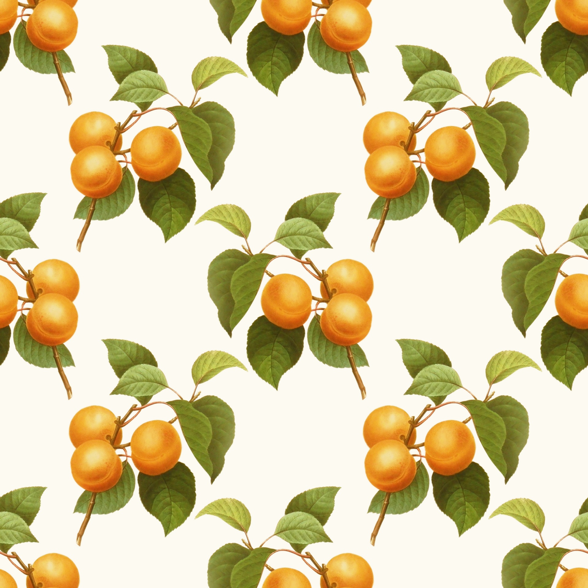 Apricot Fruit Vintage Illustration