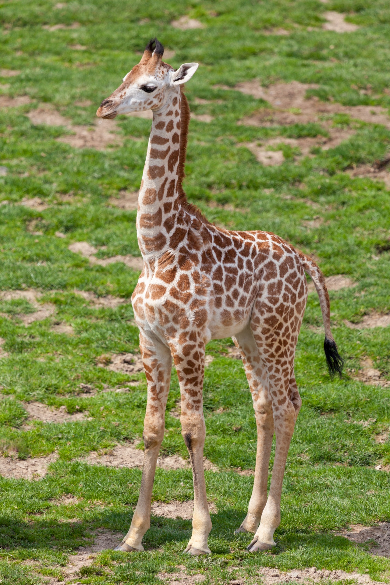 Baby giraffe standing on the grass