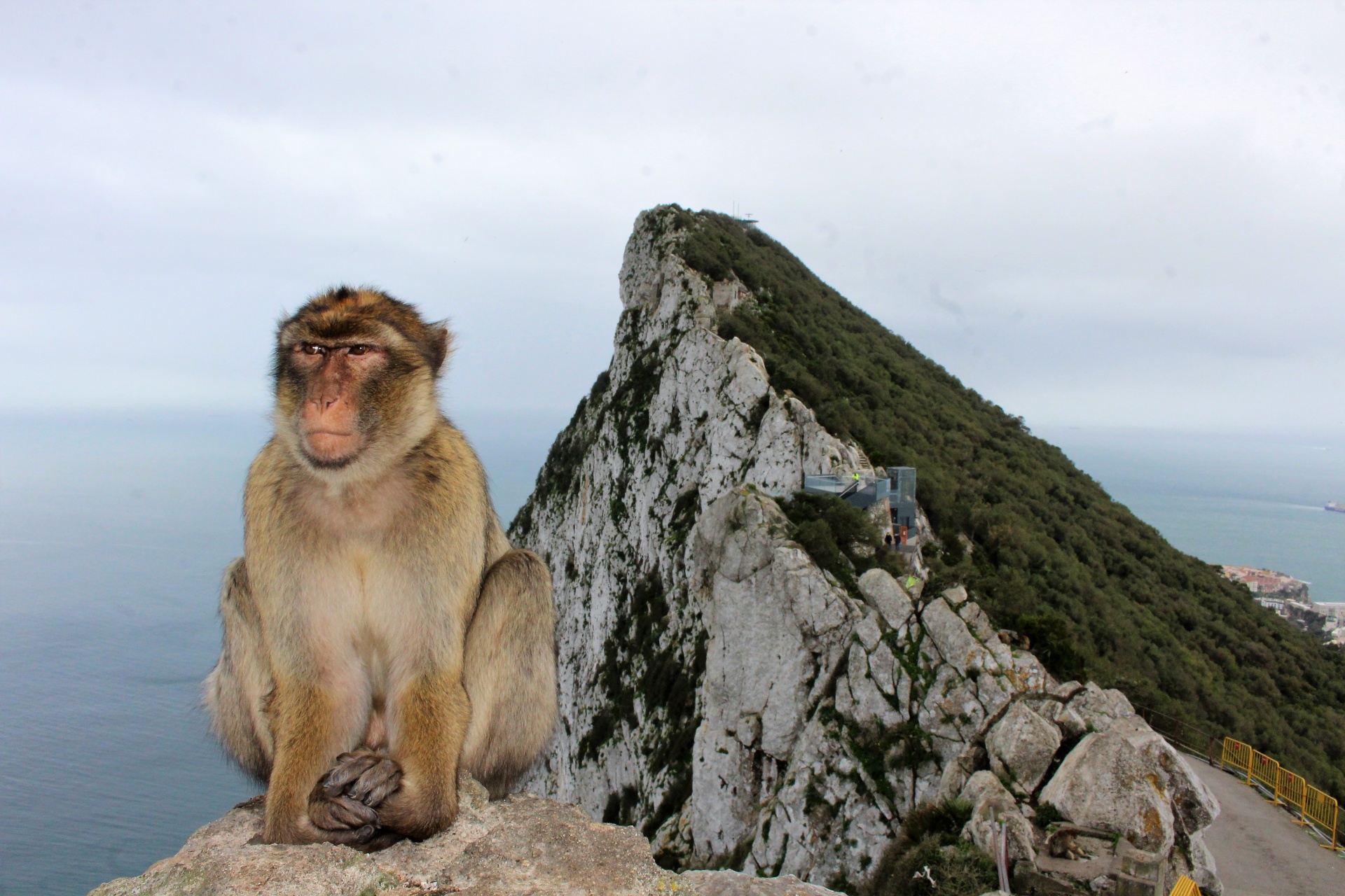 A Barbary ape on the Rock of Gibraltar