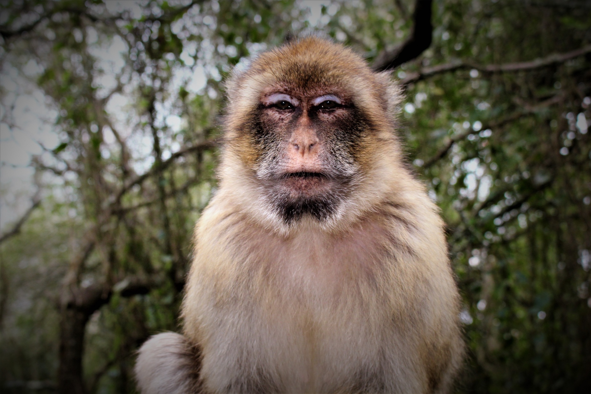 A Barbary ape at the top of the rock of Gibraltar