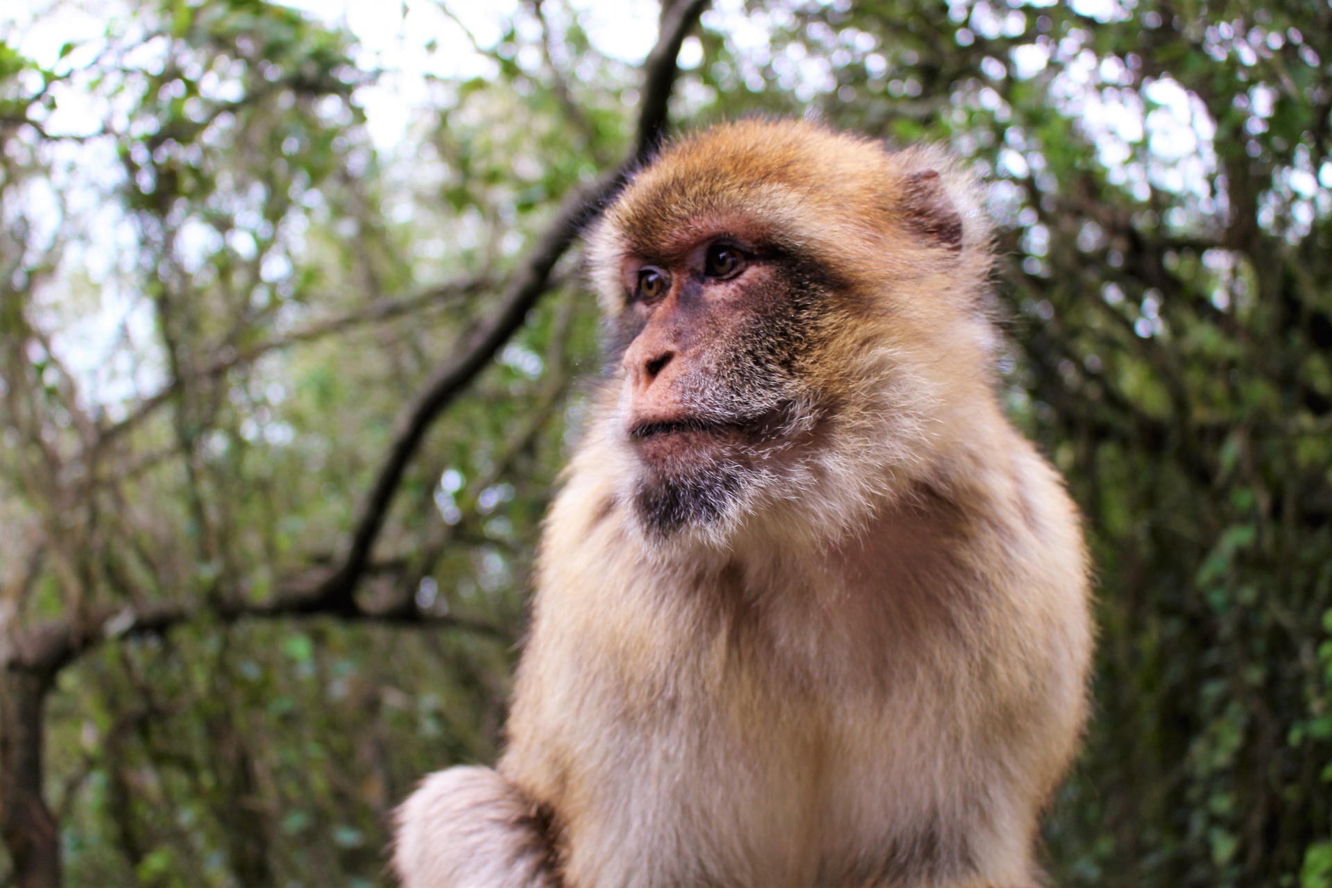 close up of a barbary ape in Gibraltar