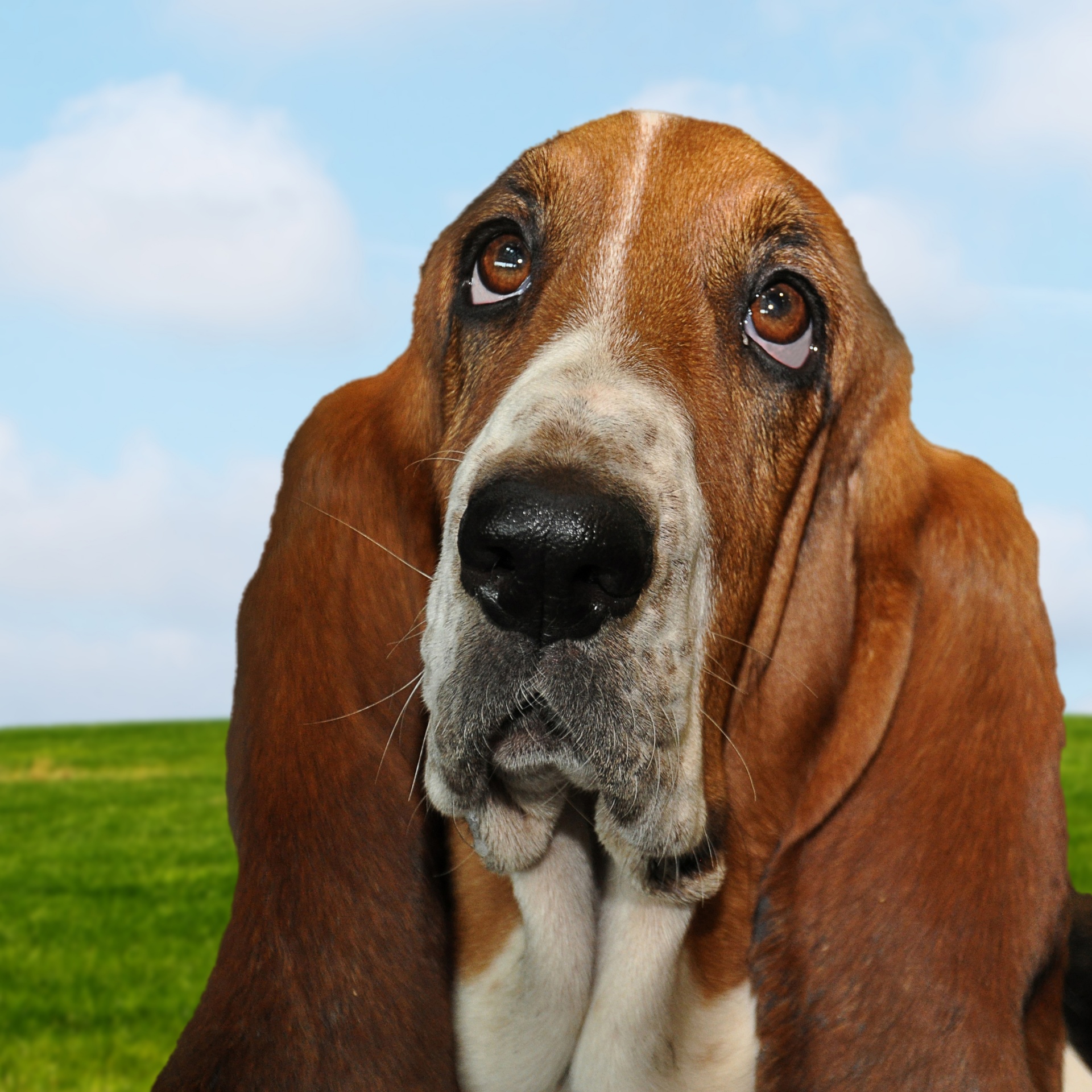 Basset Hound Dog Portrait