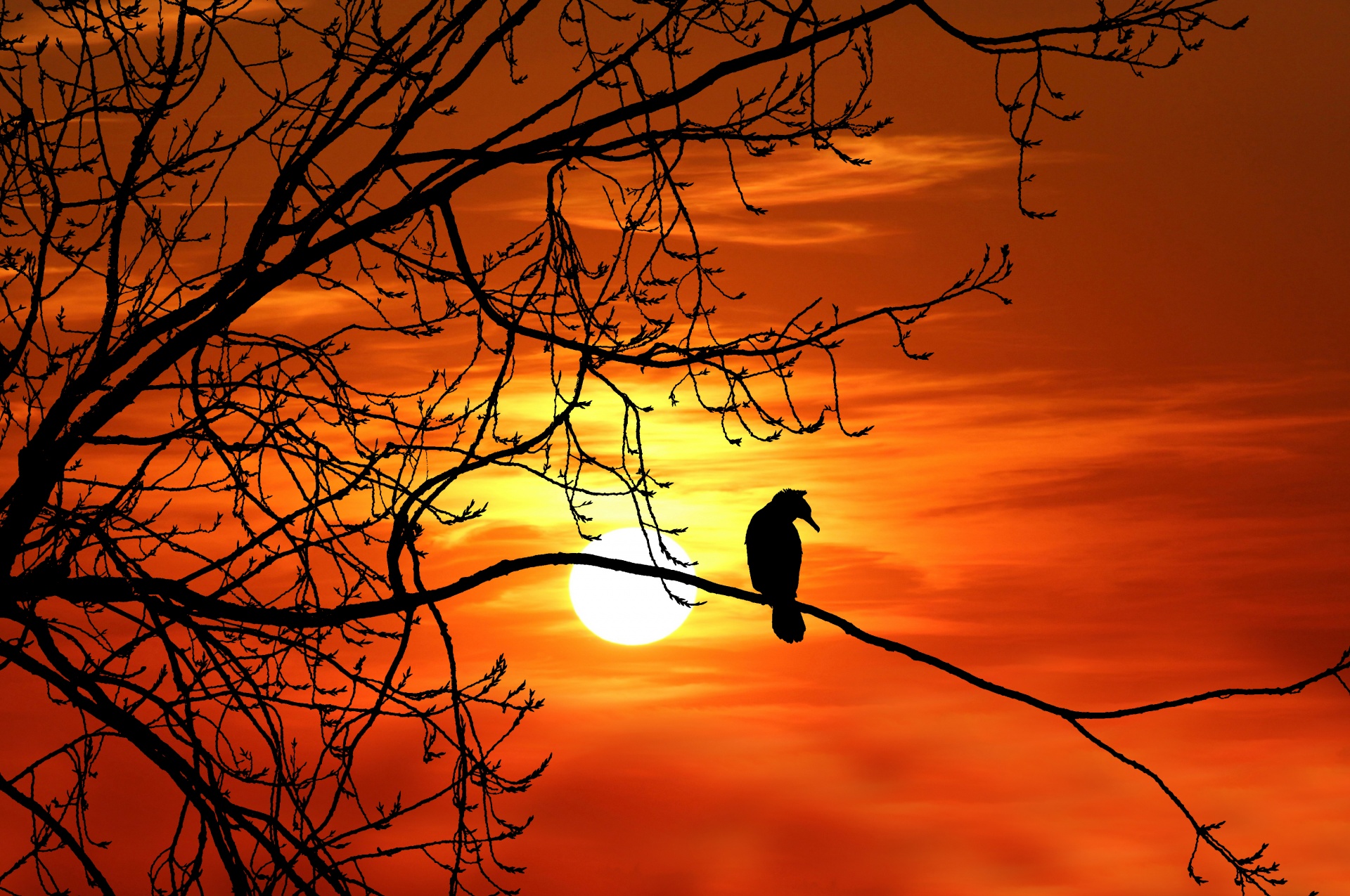 Bird Tree Sunset Silhouette