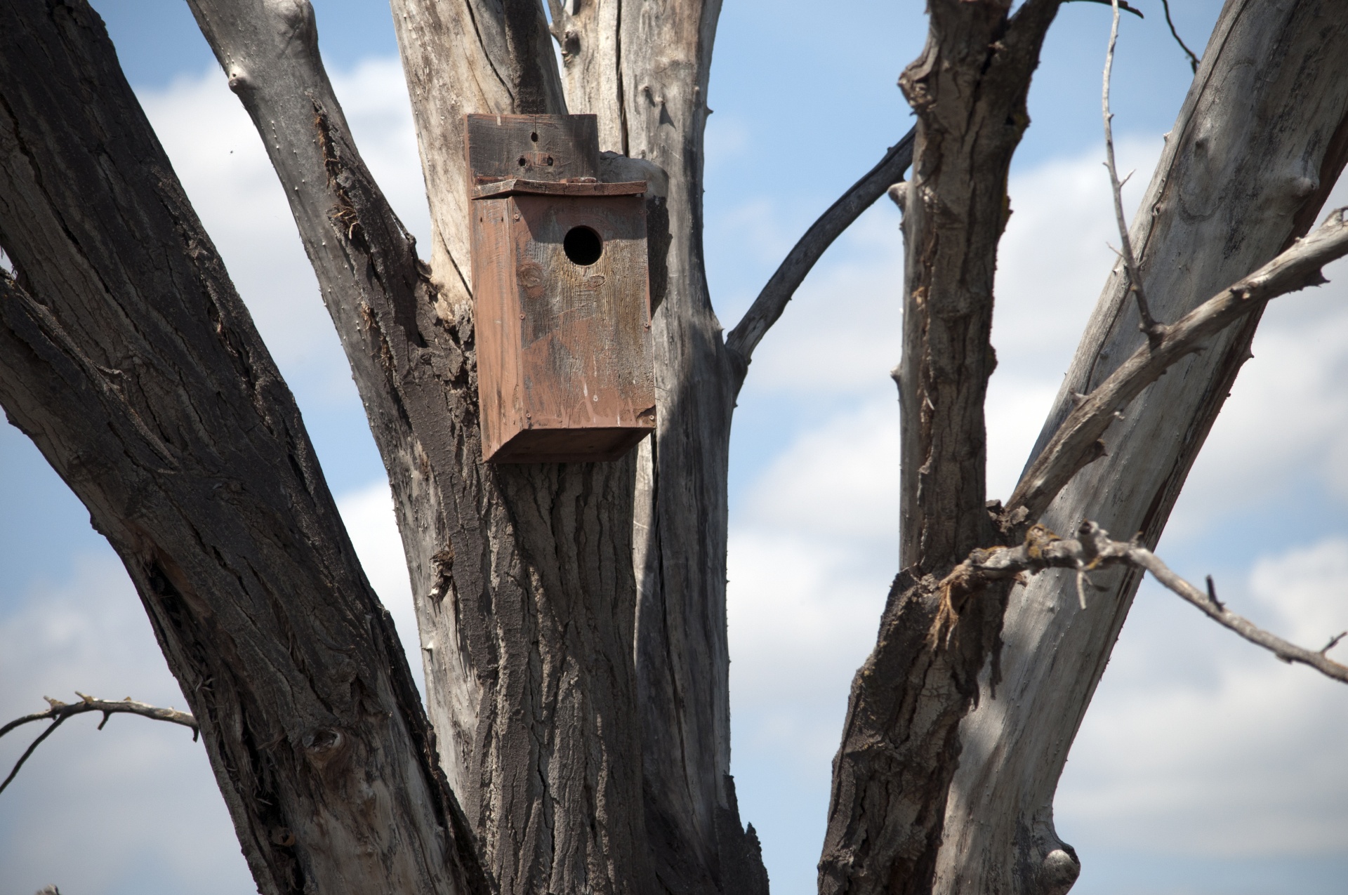 Birdhouse In Bare Tree
