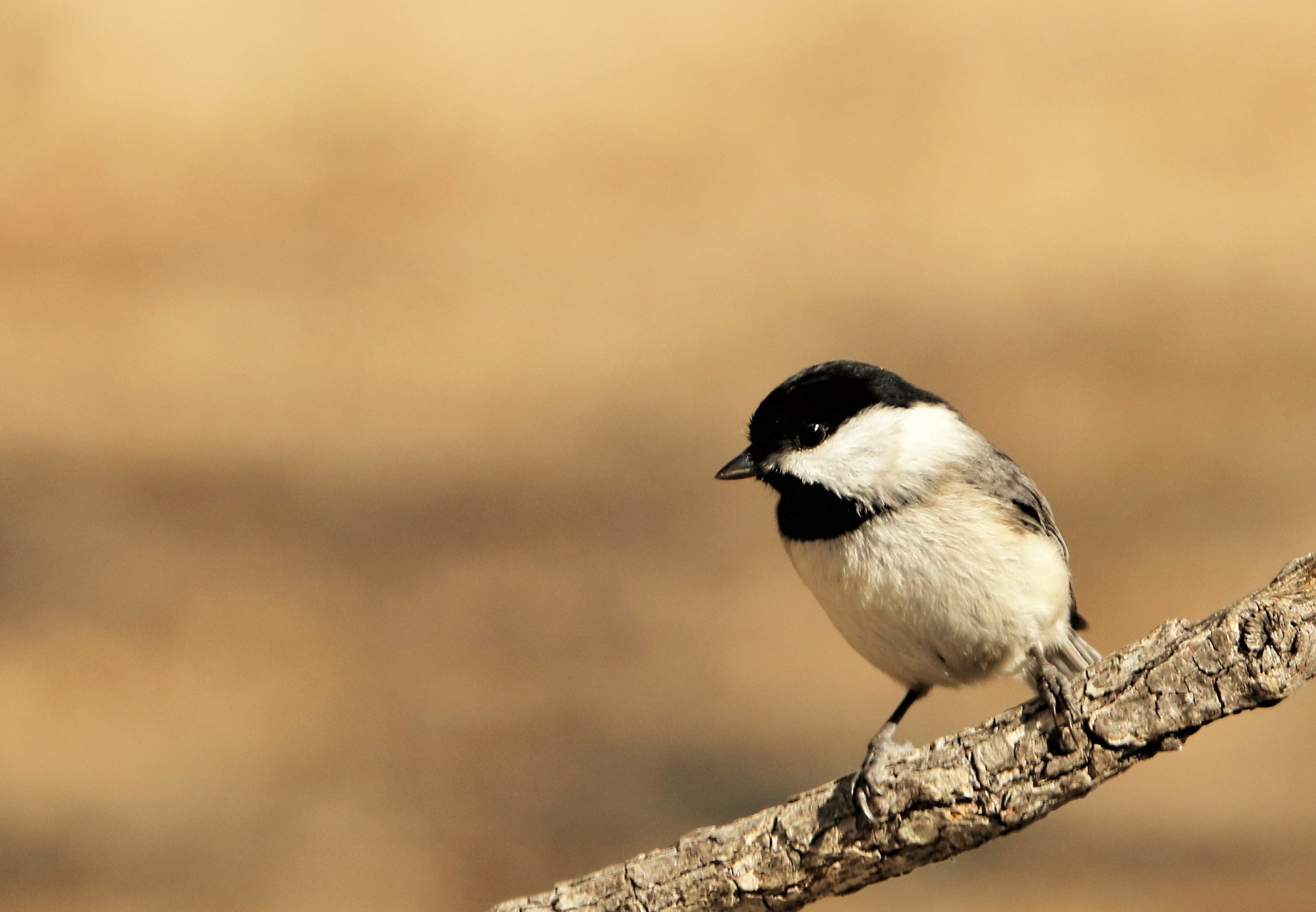 Close-up of a cute little black-capped chickadee as he sits on a tree branch on a blurred brown background, with room for text.