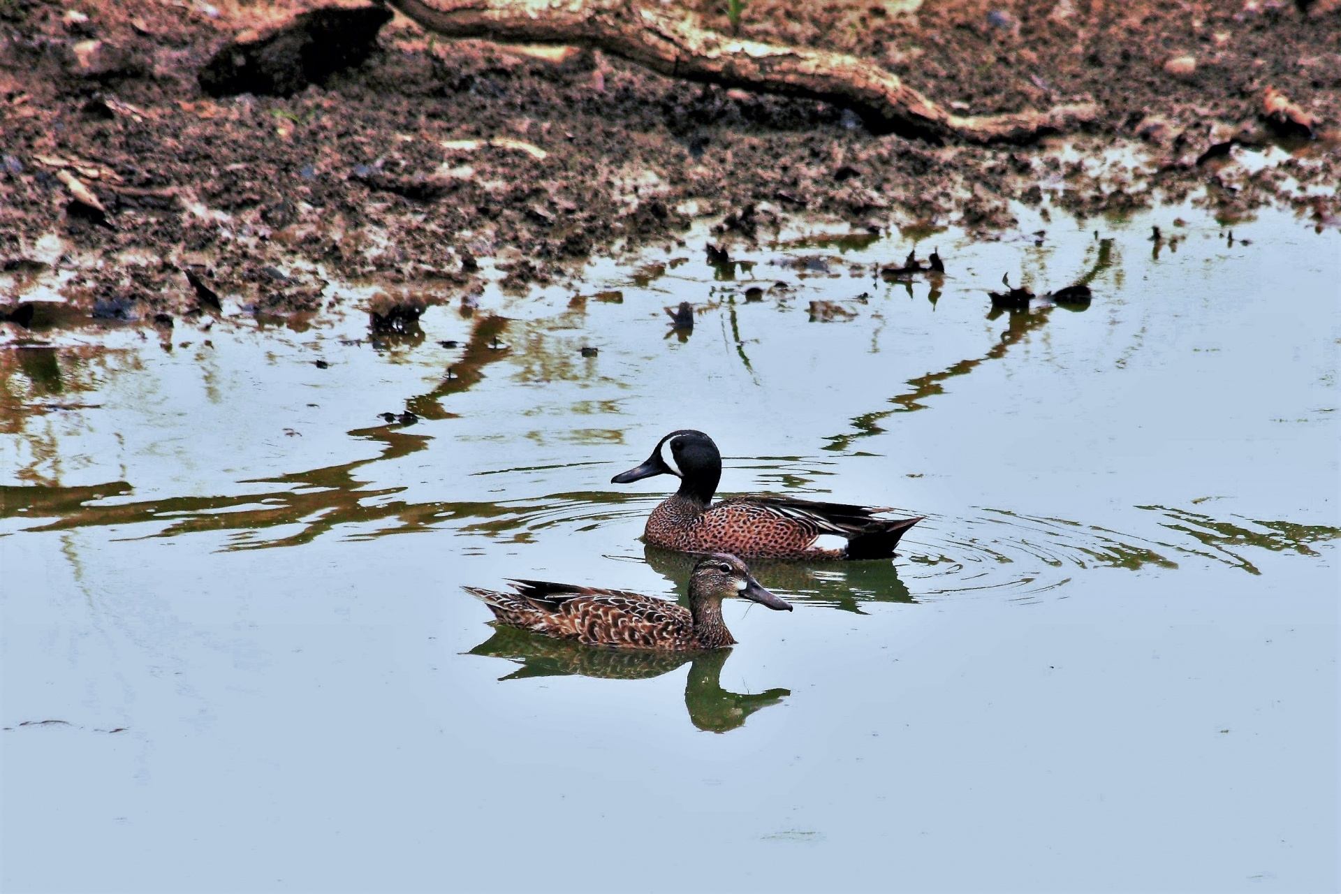 Blue Winged Teal Ducks In Pond