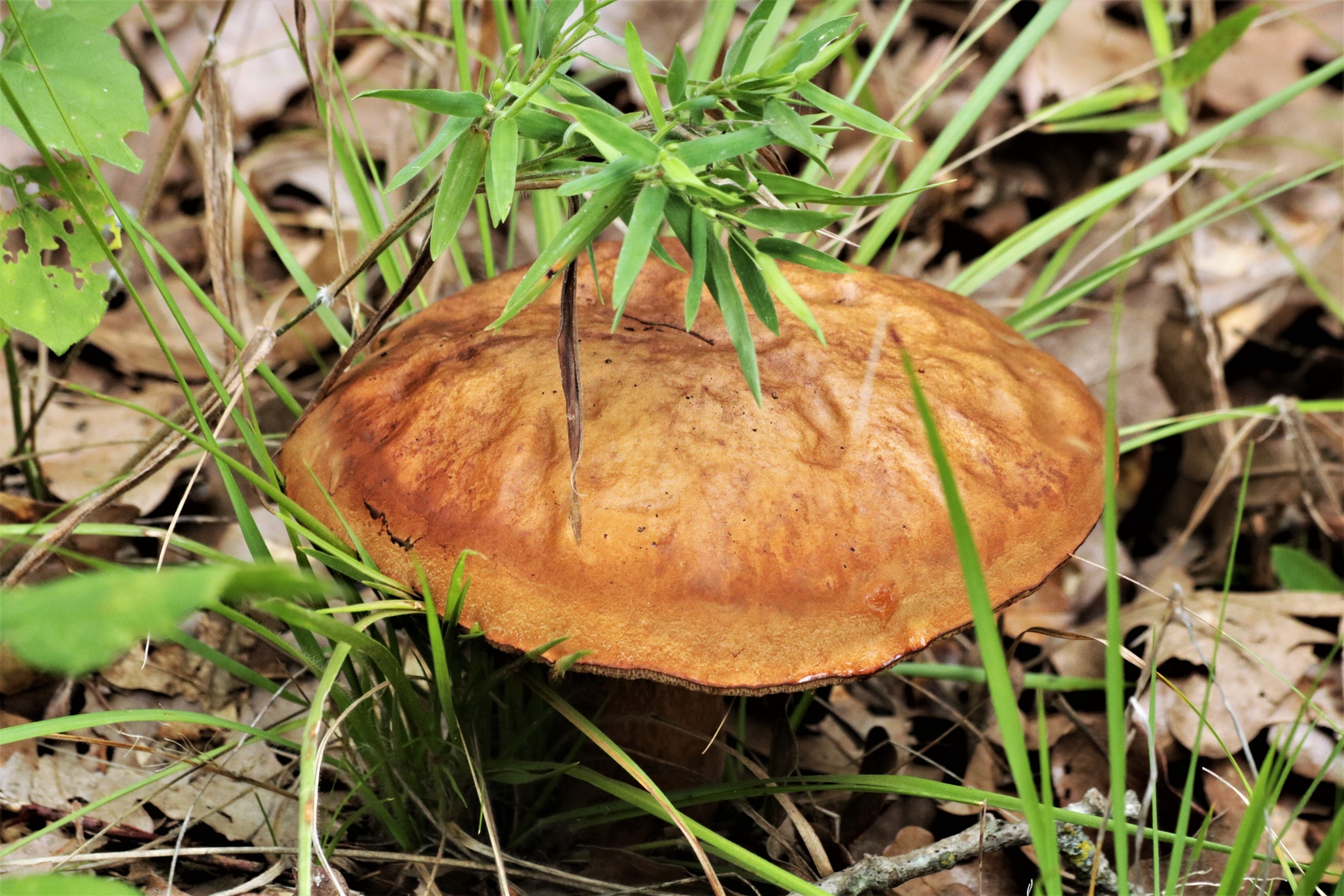 Close-up of a golden brown bolete mushroom growing among brown leaves and green blades of grass.