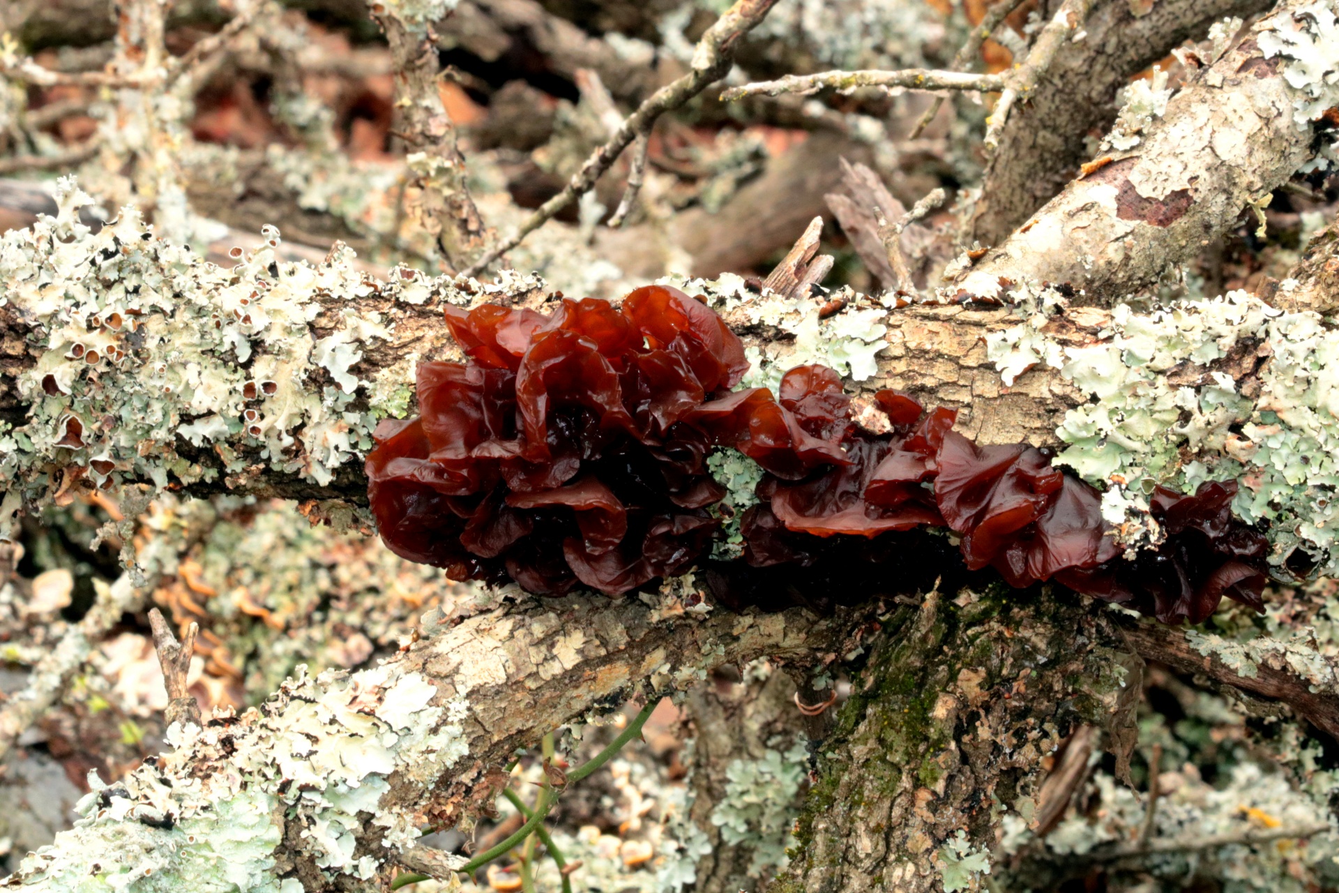 Brown Jelly Fungus And Lichen
