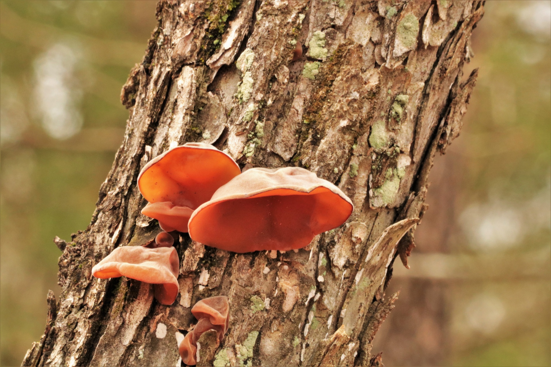 Brown Wood Ear Fungus On Tree