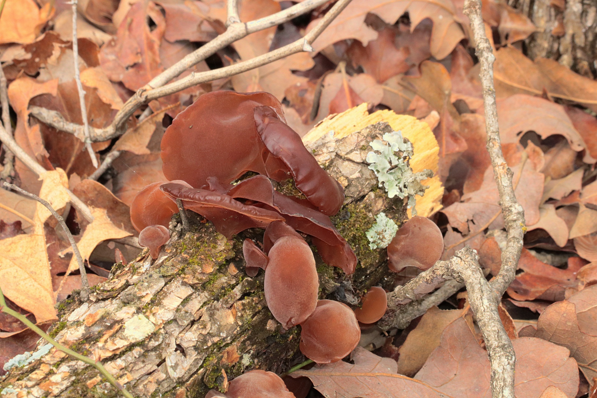A group of brown wood ear fungus growing on a fallen tree branch that is lying among brown leaves on the floor of the woods.