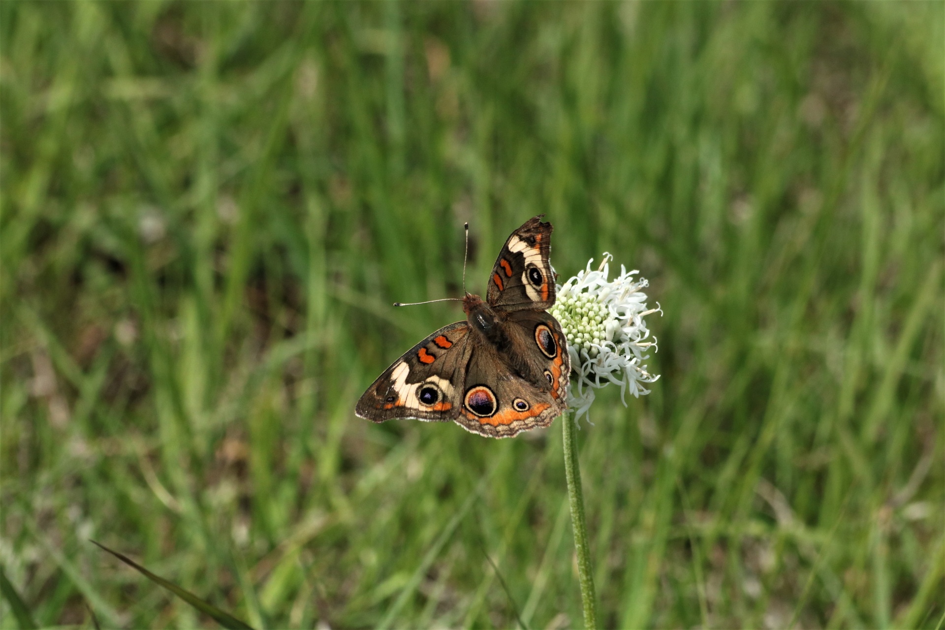 Buckeye Butterfly On Wildflower