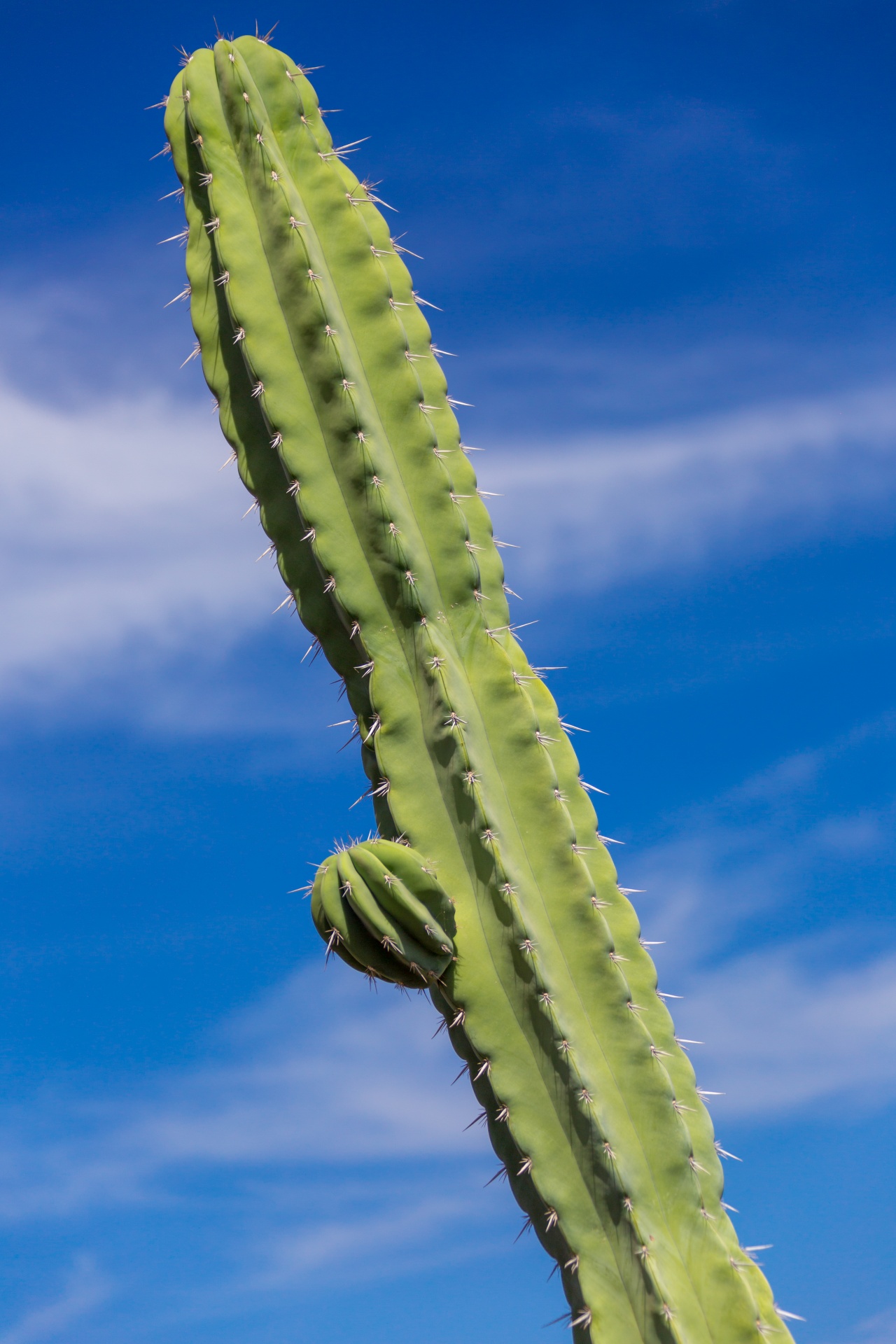 Cactus And Sky