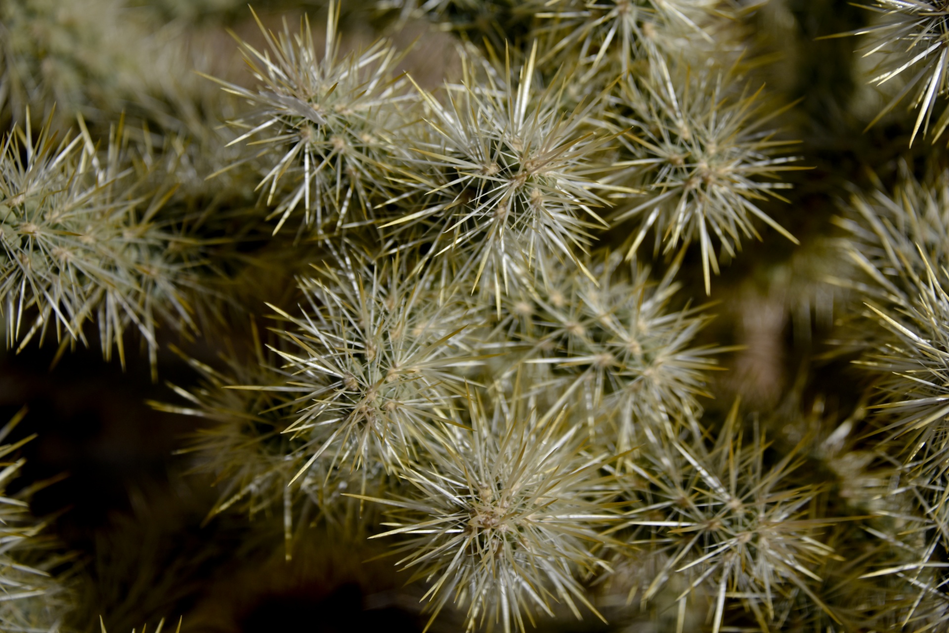 Cactus Closeup