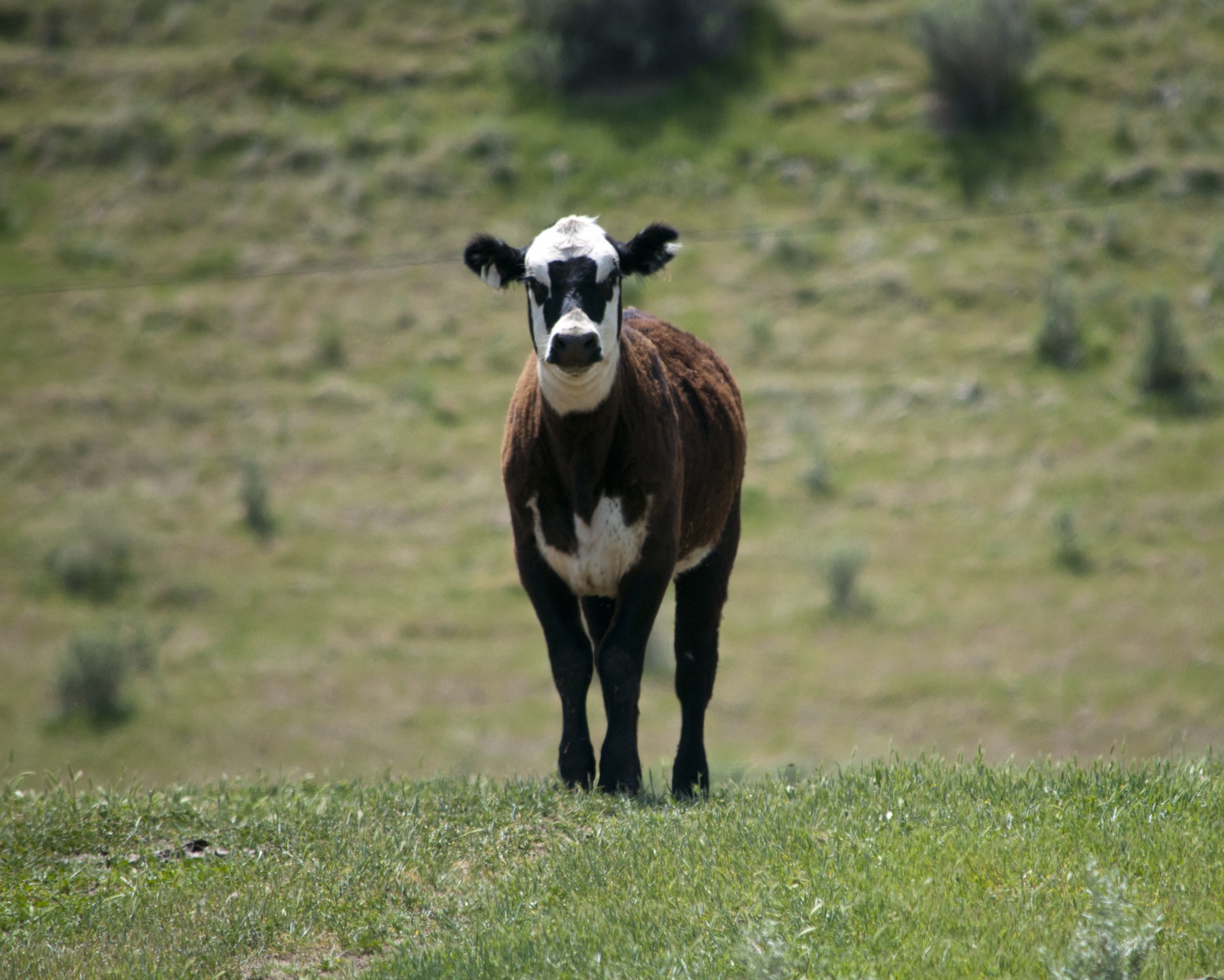 Calf In Field