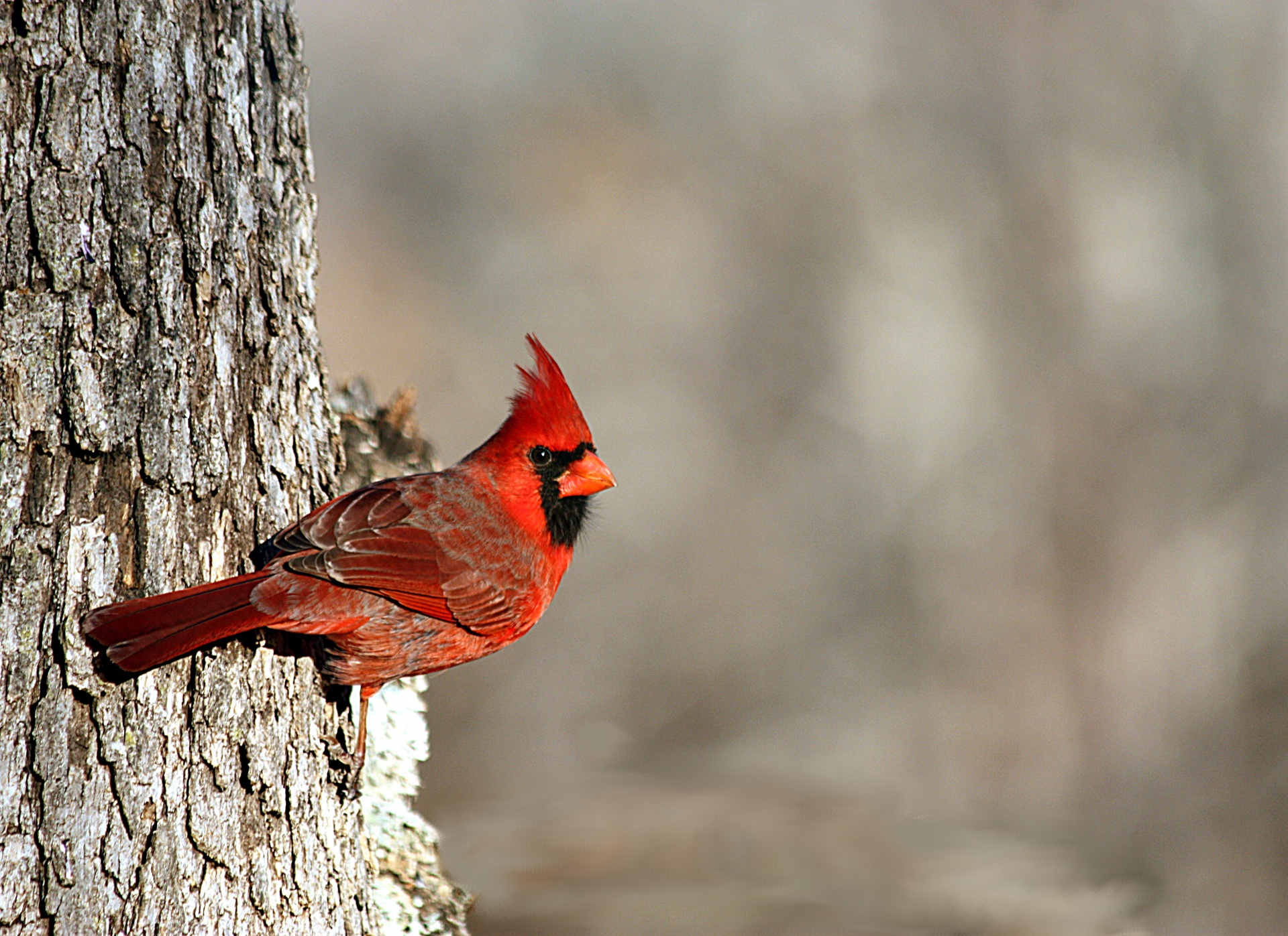 Cardinal In Winter Border