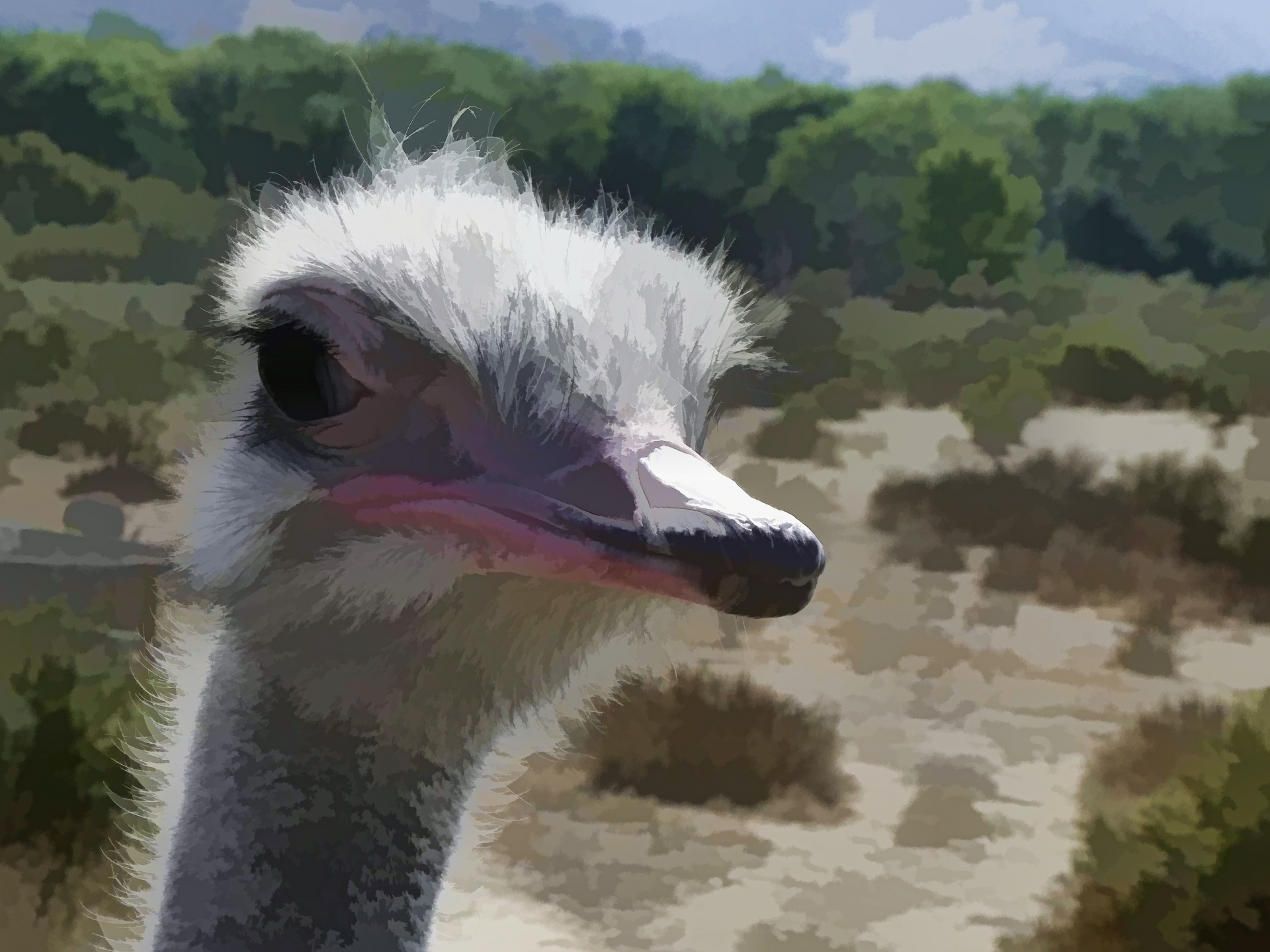 ostrich face cartoonized