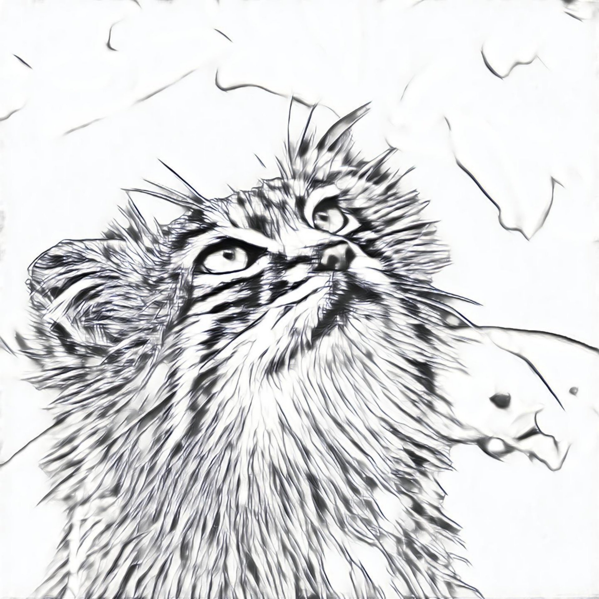 Cat Sketch 1