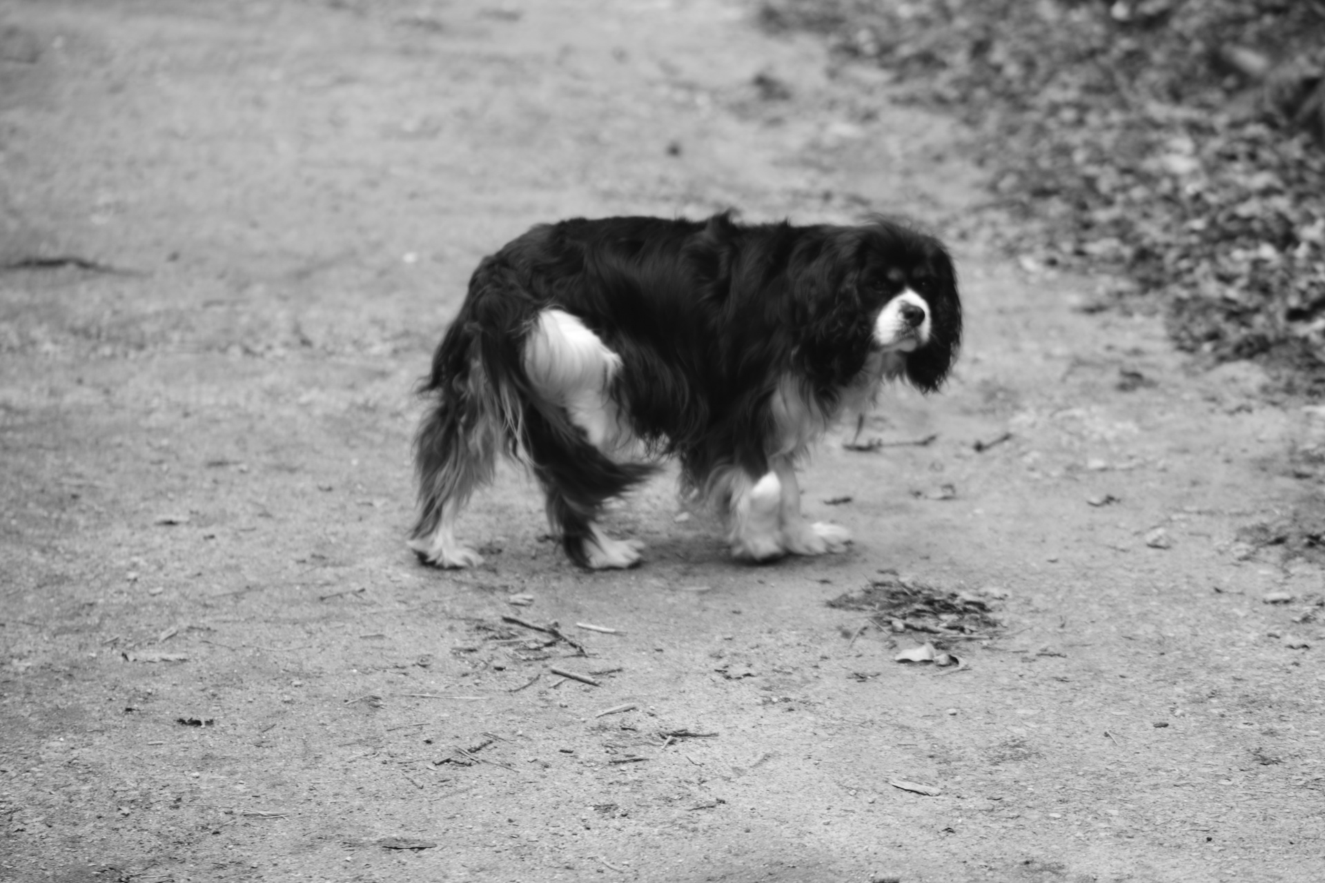 Dog Breed Cavalier King Charles