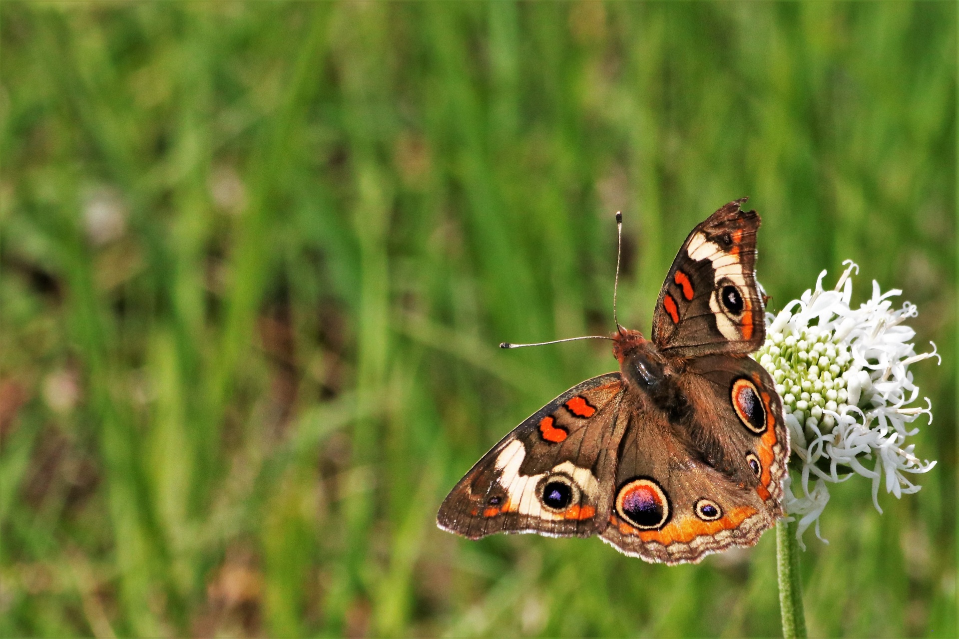 Close-up of a beautiful common buckeye butterfly, with wings open, sipping nectar from a white puffball wildflower, on a blurred green background, with room for text.