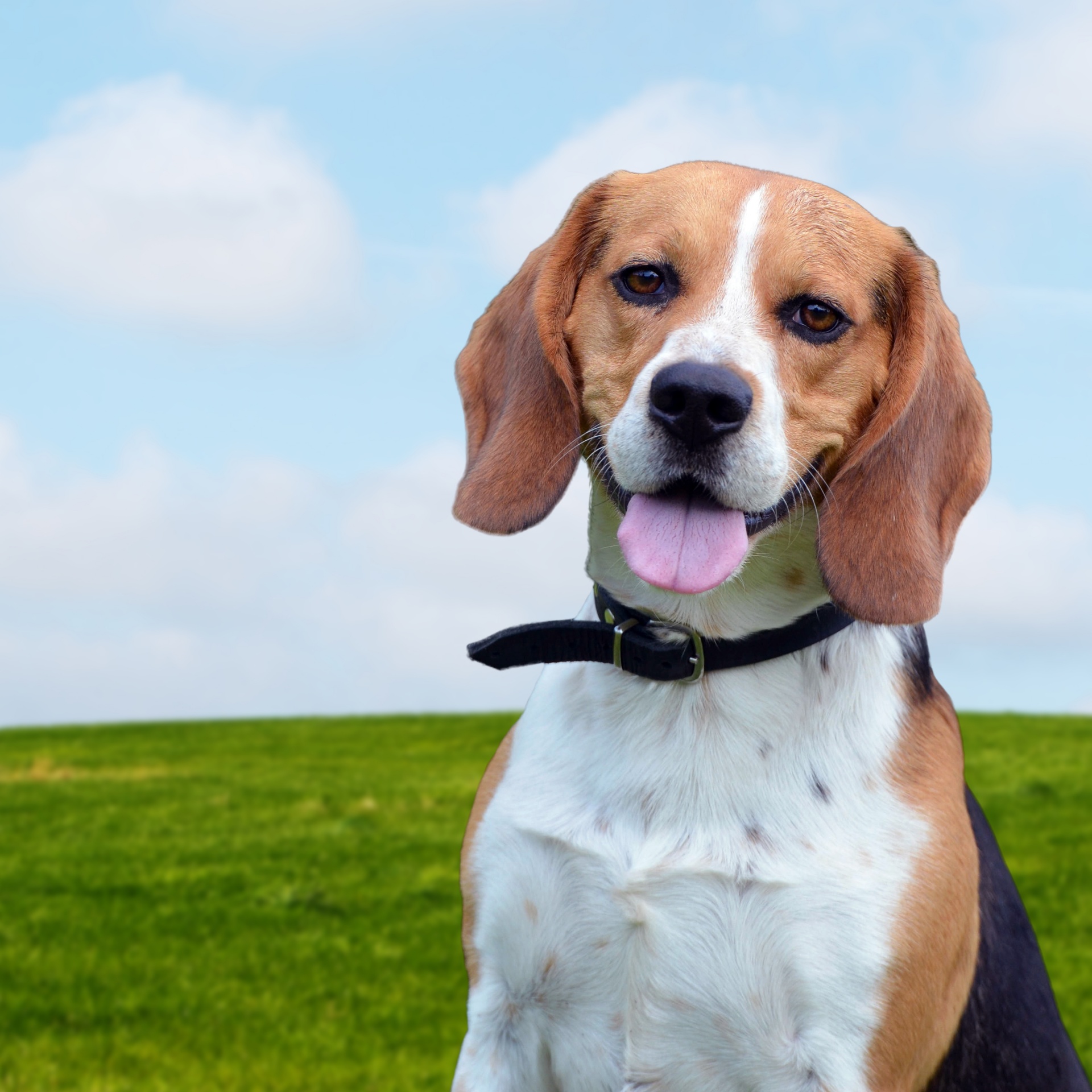 Dog Beagle Portrait