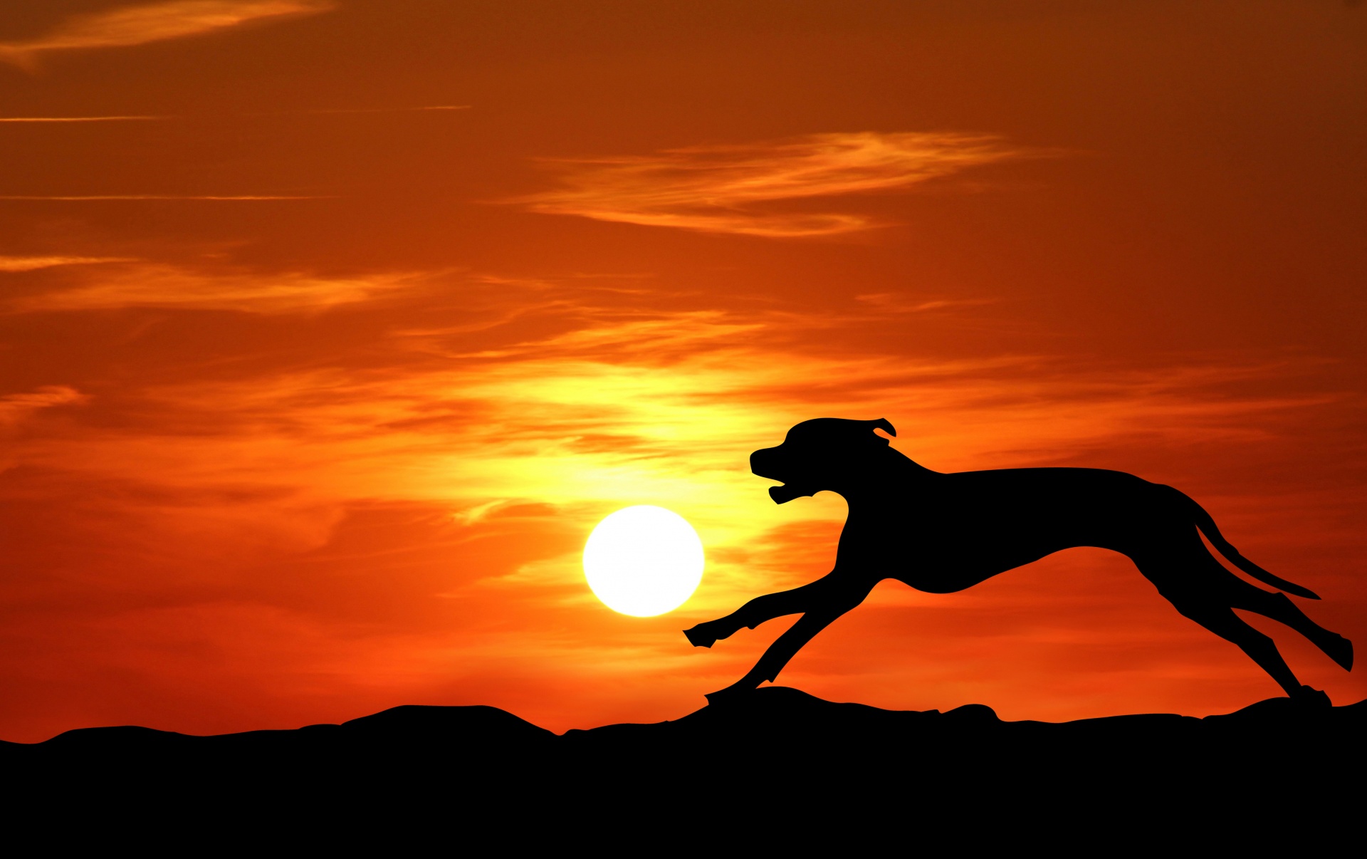 Silhouette of a great dane dog running at sunset