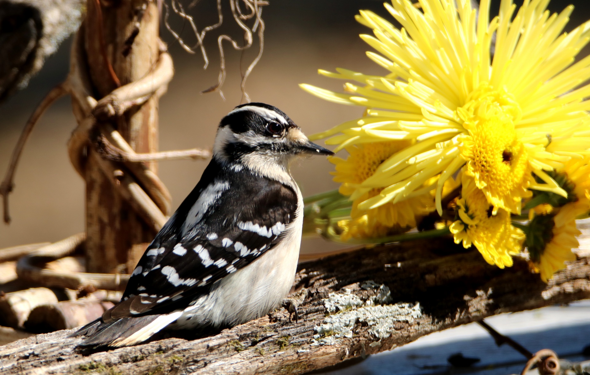 Close-up of a female downy woodpecker as it stands on a dead tree branch with yellow mums in the background.