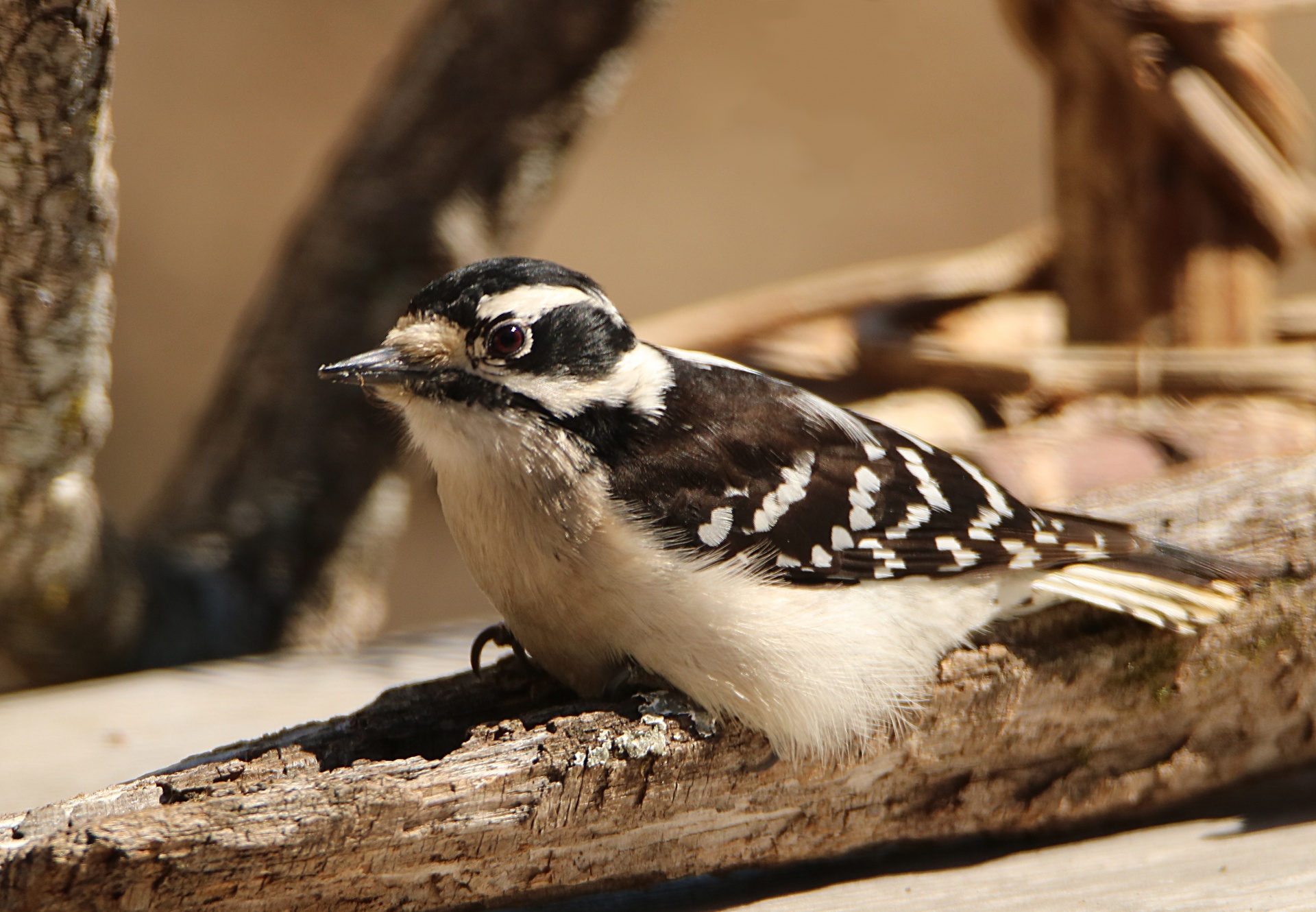 Close-up of a female downy woodpecker as it sits on a dead tree branch with tree branches in the background.