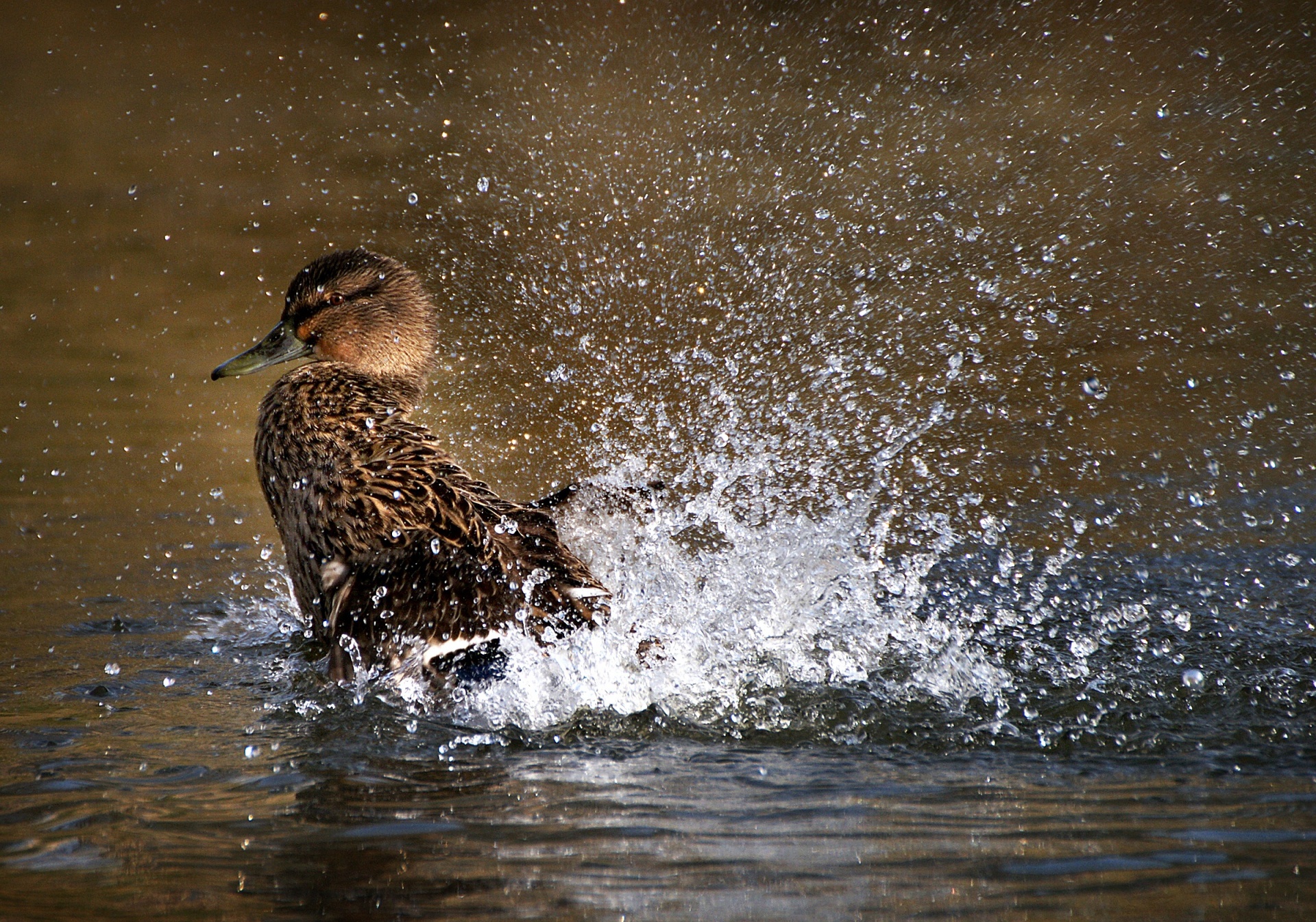Mallard Duck Splashing