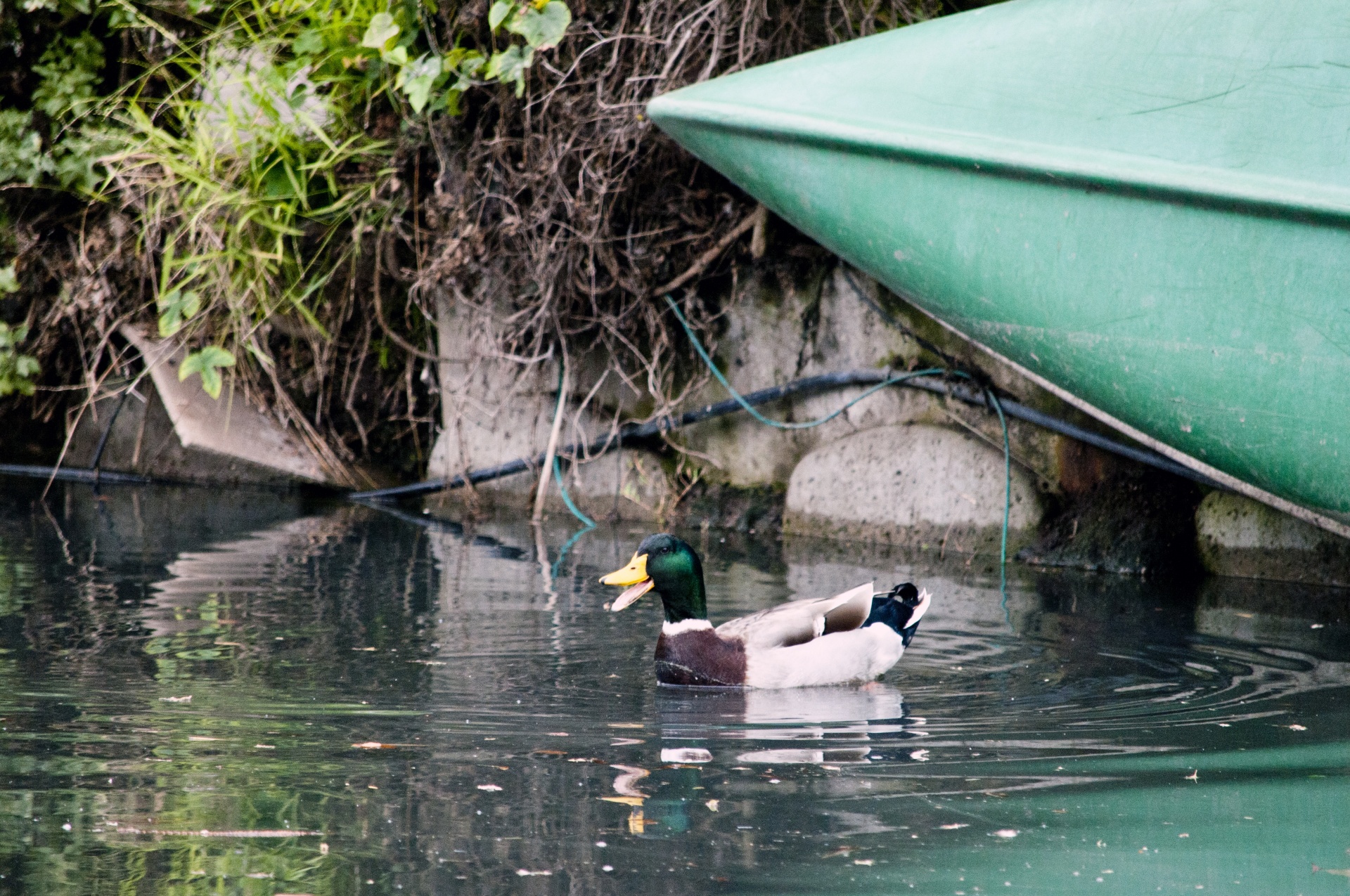 Duck And Canoe