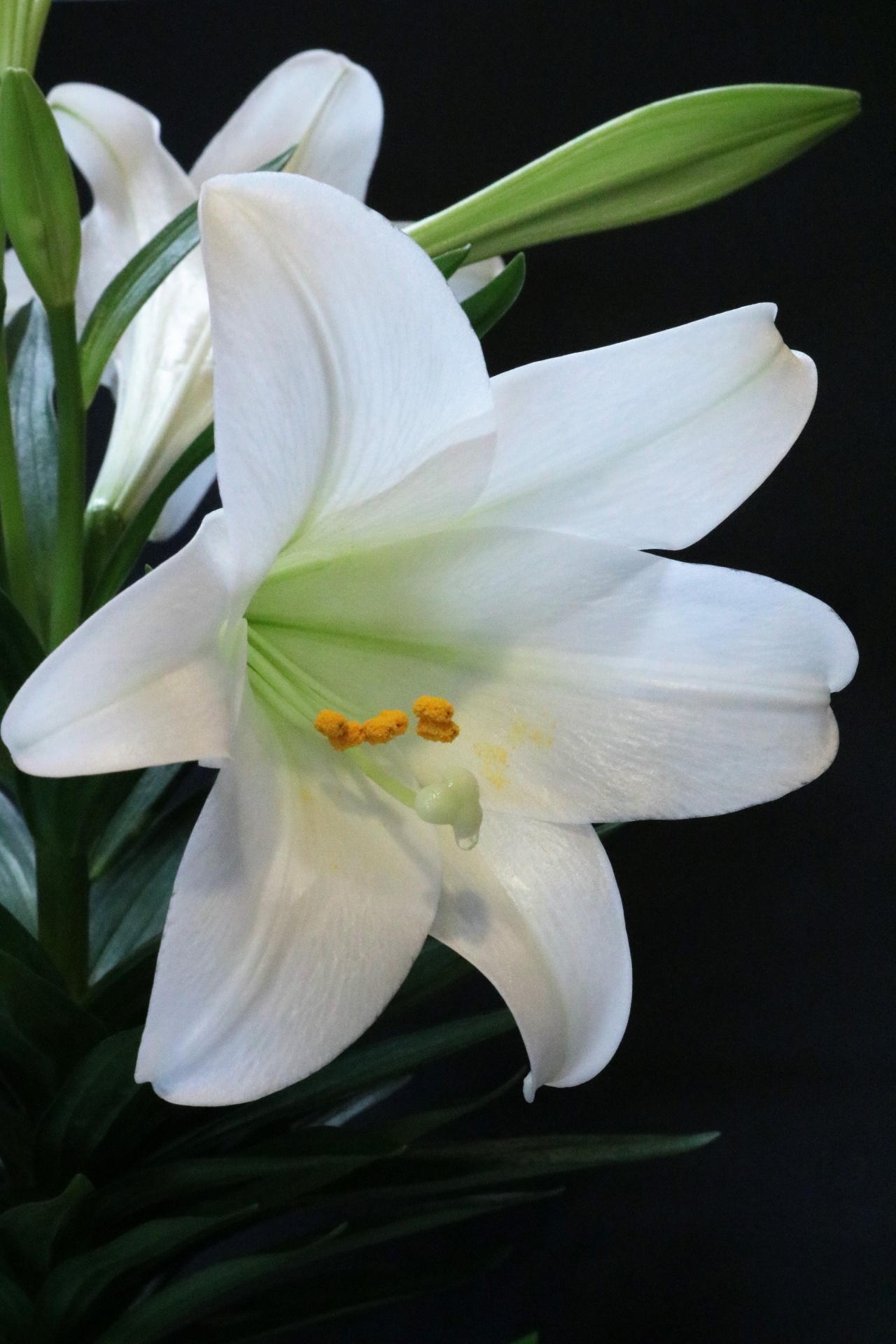 Easter Lily Portrait
