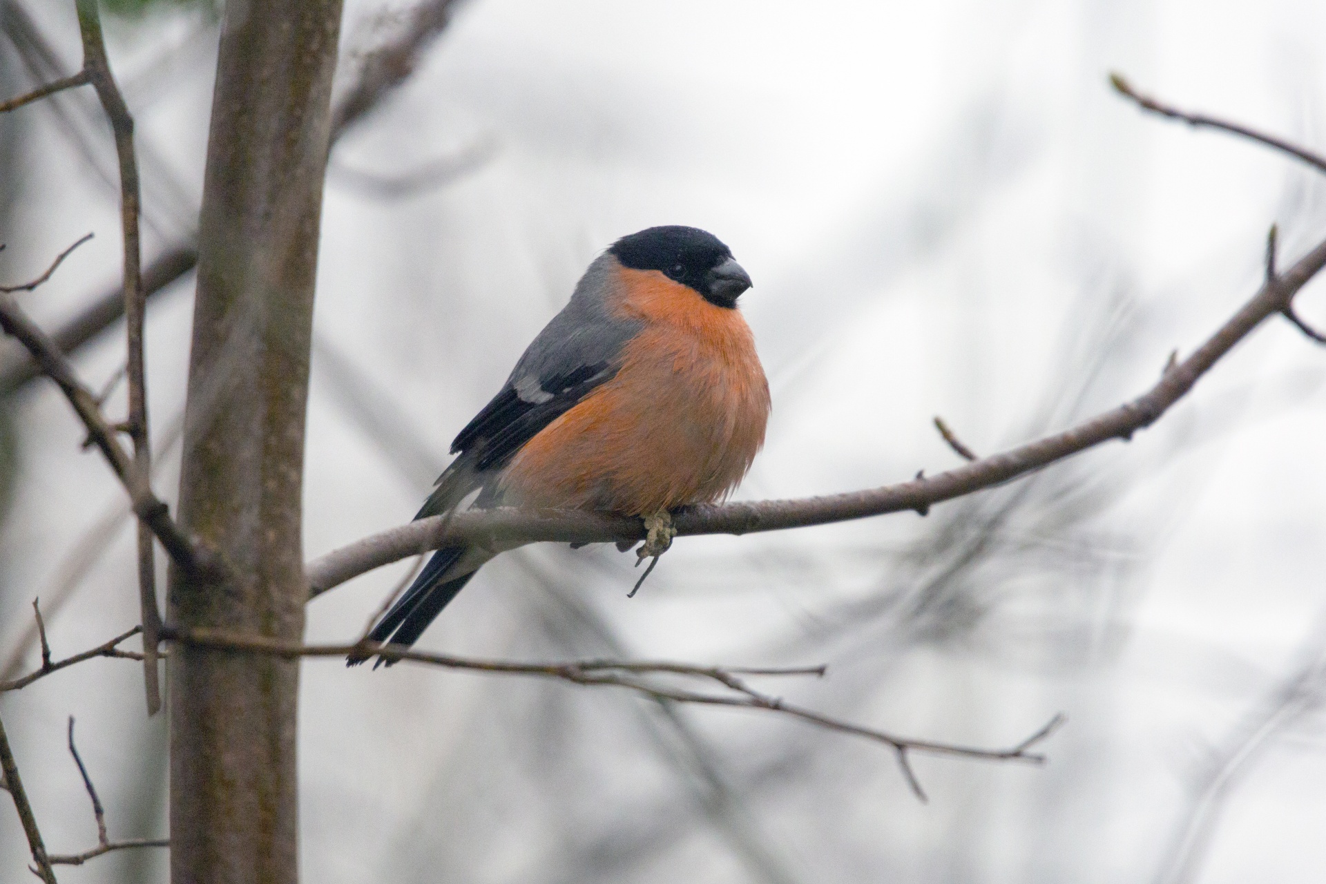The male bullfinch is unmistakable with his bright pinkish-red breast and cheeks, grey back, black cap and tail, and bright white rump. The flash of the rump in flight and piping whistled call are usually the first signs of bullfinches being present.