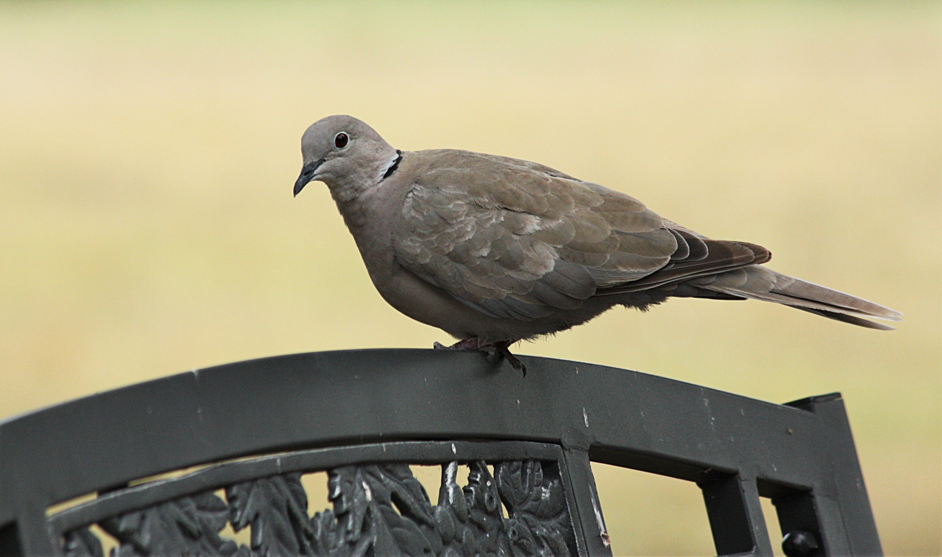 Eurasian Collared Dove On Bench