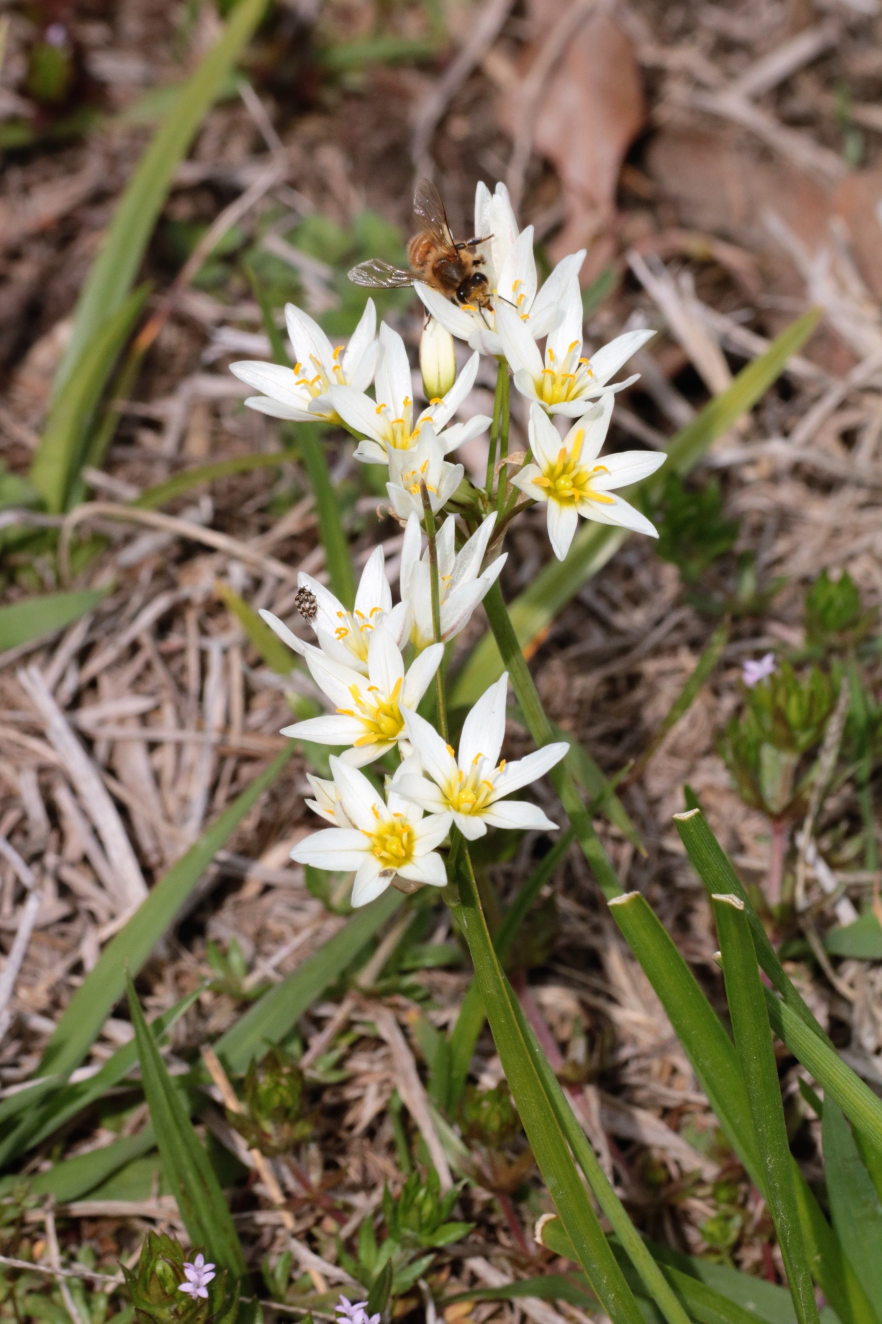 False Garlic Wildflowers And Bee 2
