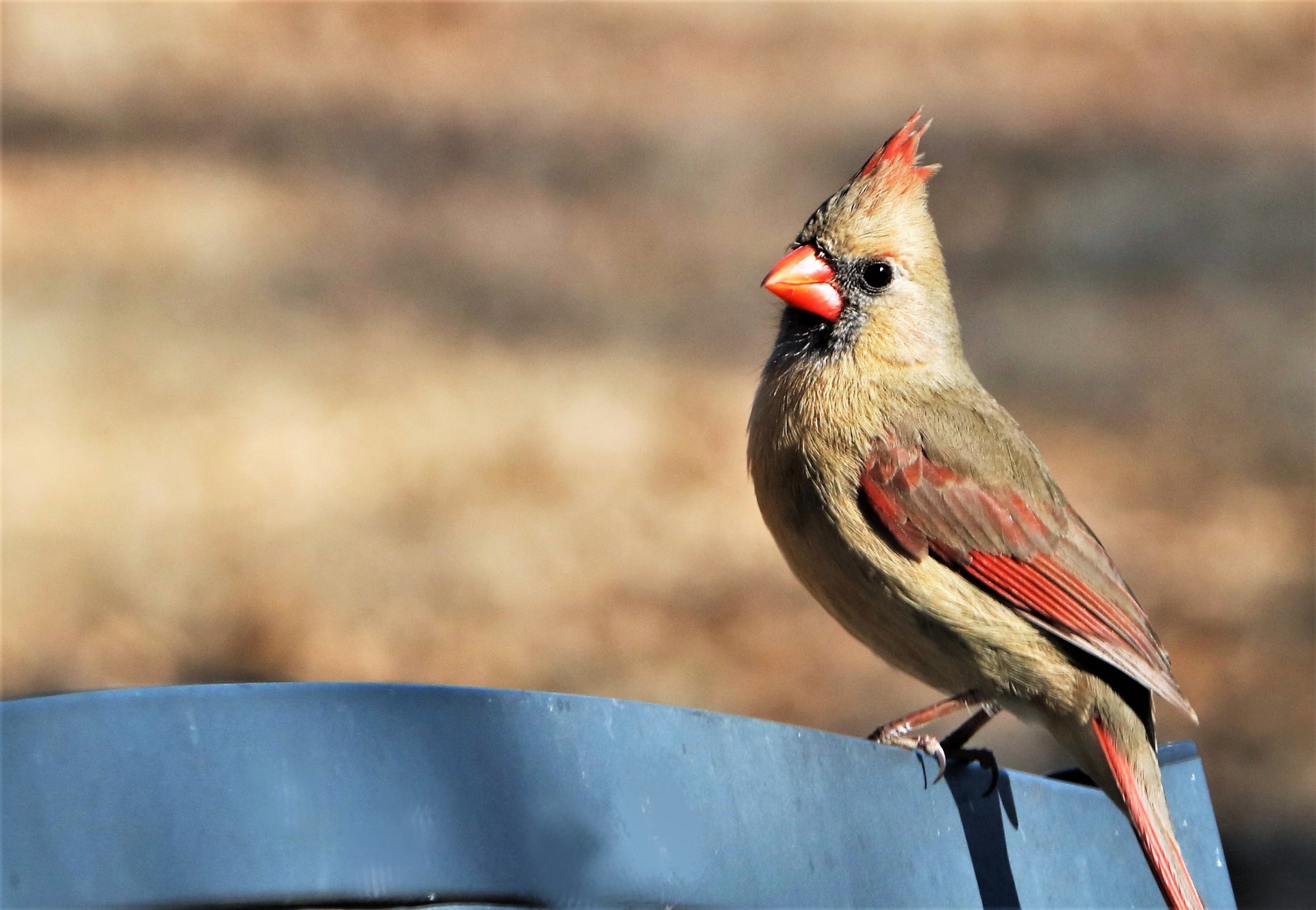 Female Cardinal On Bench Background
