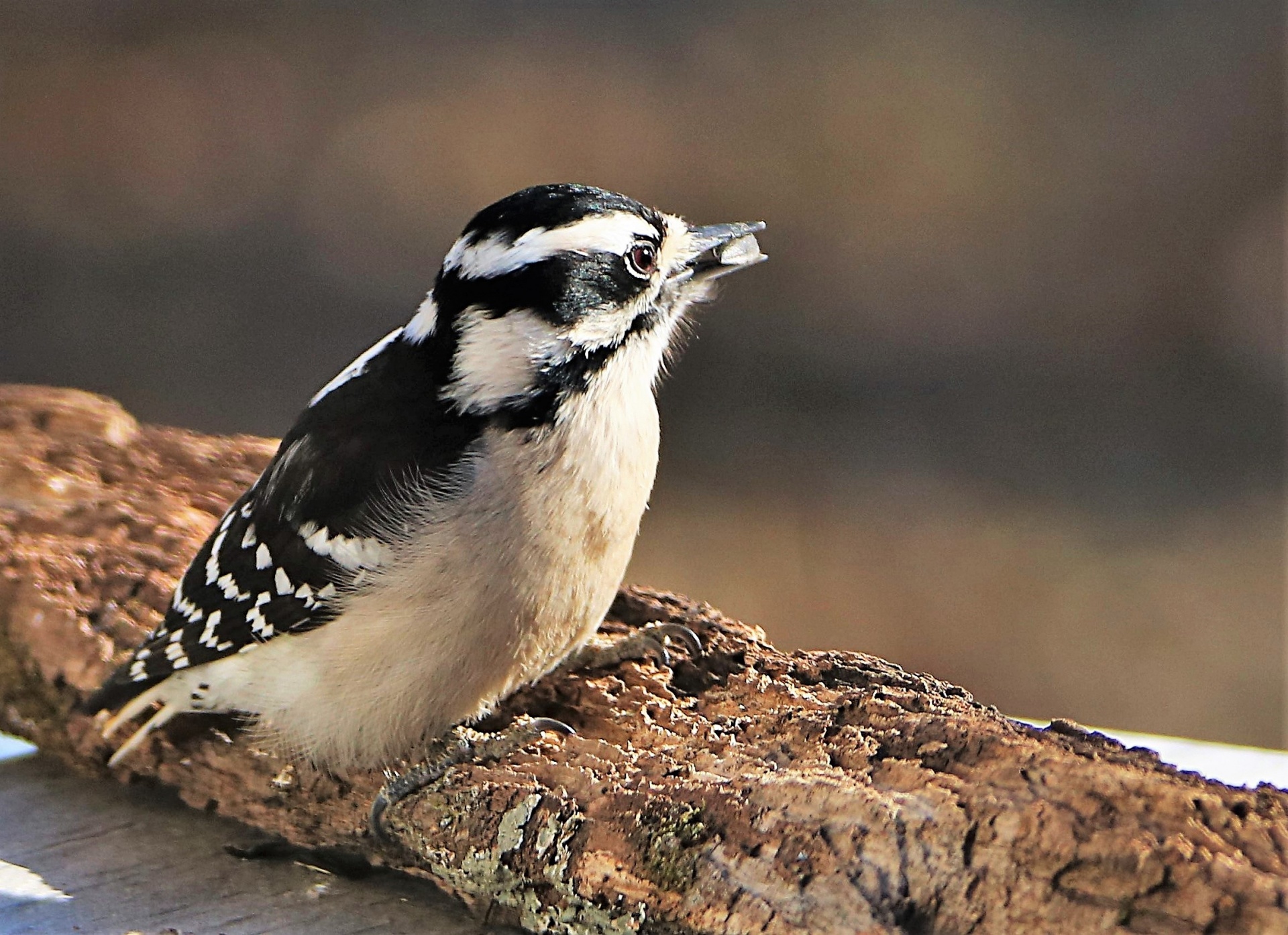 Female Downy Woodpecker Close-up